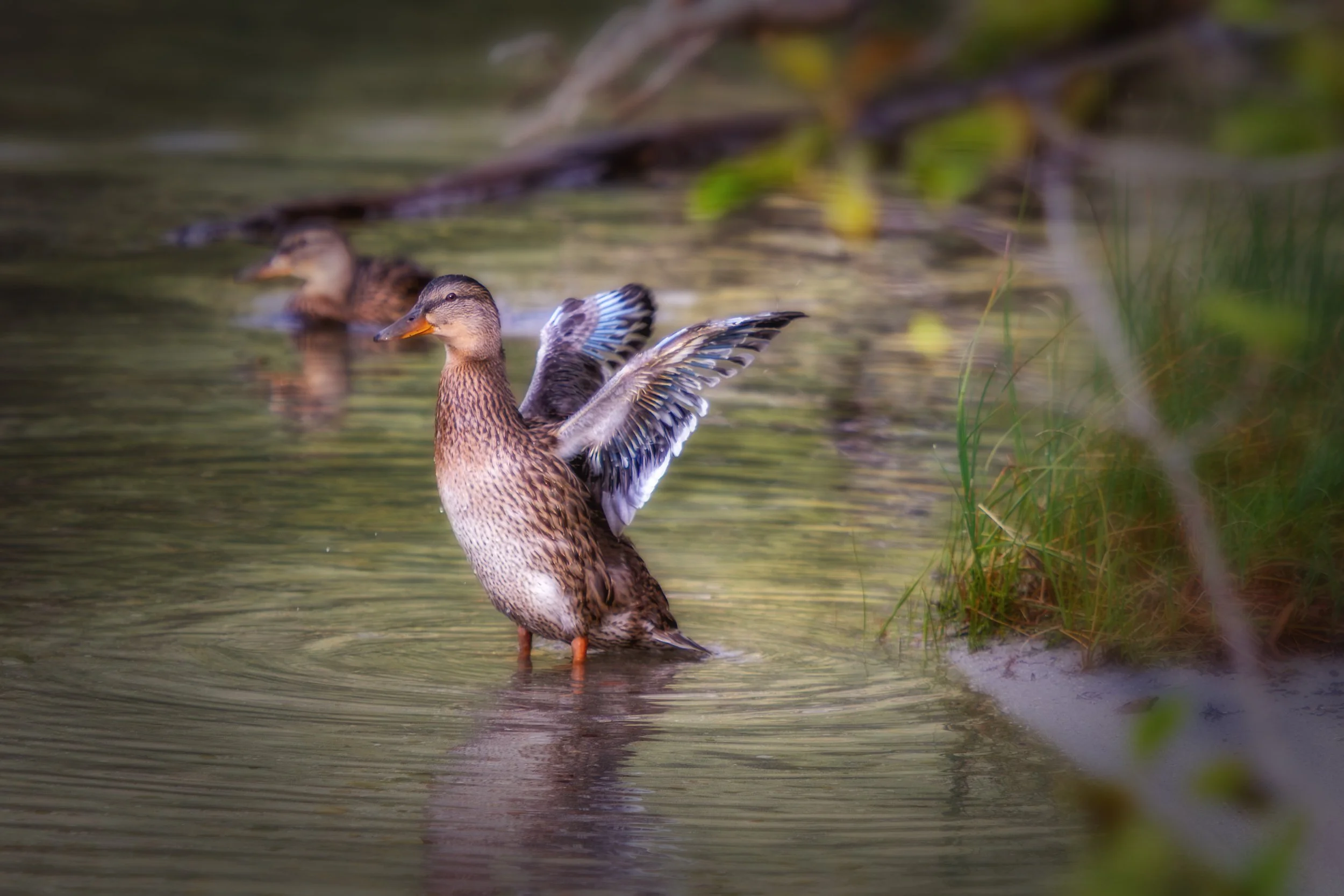 Wings on Jenny Lake

 

 Mallard ducks photographed at Jenny Lake in Grand Teton National Park, Wyoming. Jenny Lake sits below the Teton Range and is one of the park’s best-known glacial lakes.. 