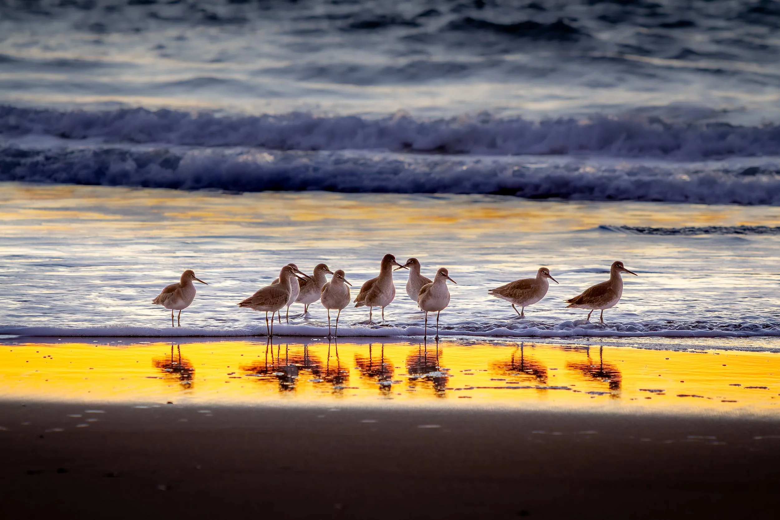 Willets at Moss Landing

 

 Willets gather along the surf line at Moss Landing State Beach in California, with reflected evening color across the wet sand. 