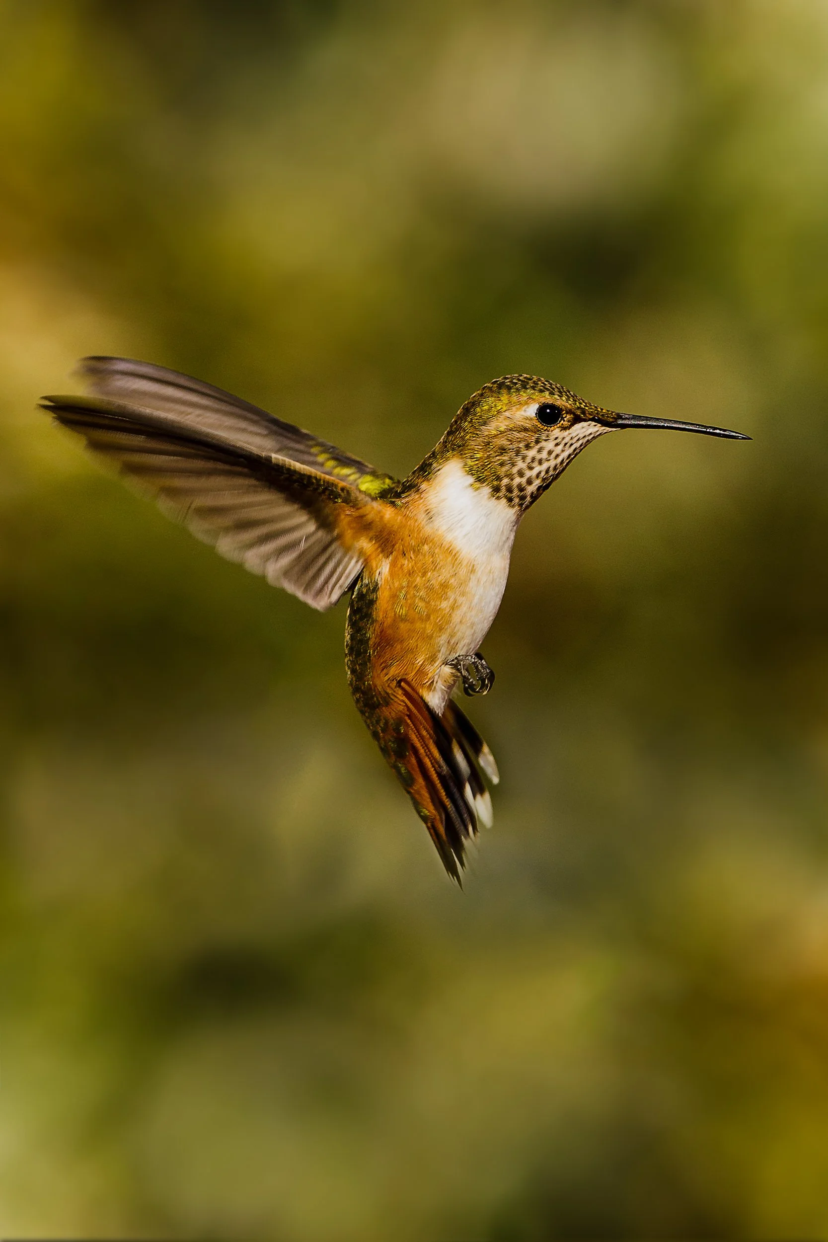 Hovering Light

 

 An Allen's hummingbird photographed in flight near Santa Cruz, California. Allen's hummingbirds are closely associated with coastal California and are often seen around flowers, feeders, gardens, and scrub habitats. 