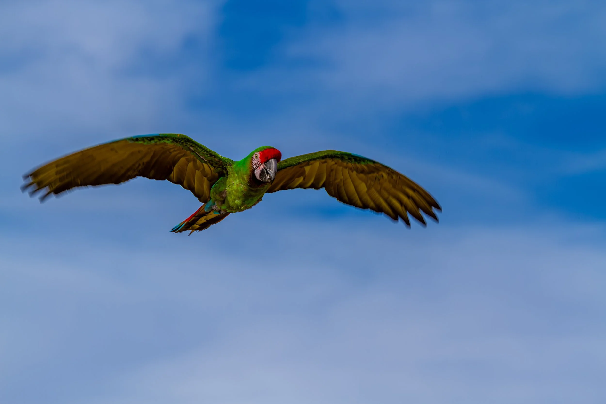 Green Flight

 

 A green macaw flies during a Zoo to You animal encounter in Paso Robles, California. Zoo to You is associated with Conservation Ambassadors and its wildlife education programs. 