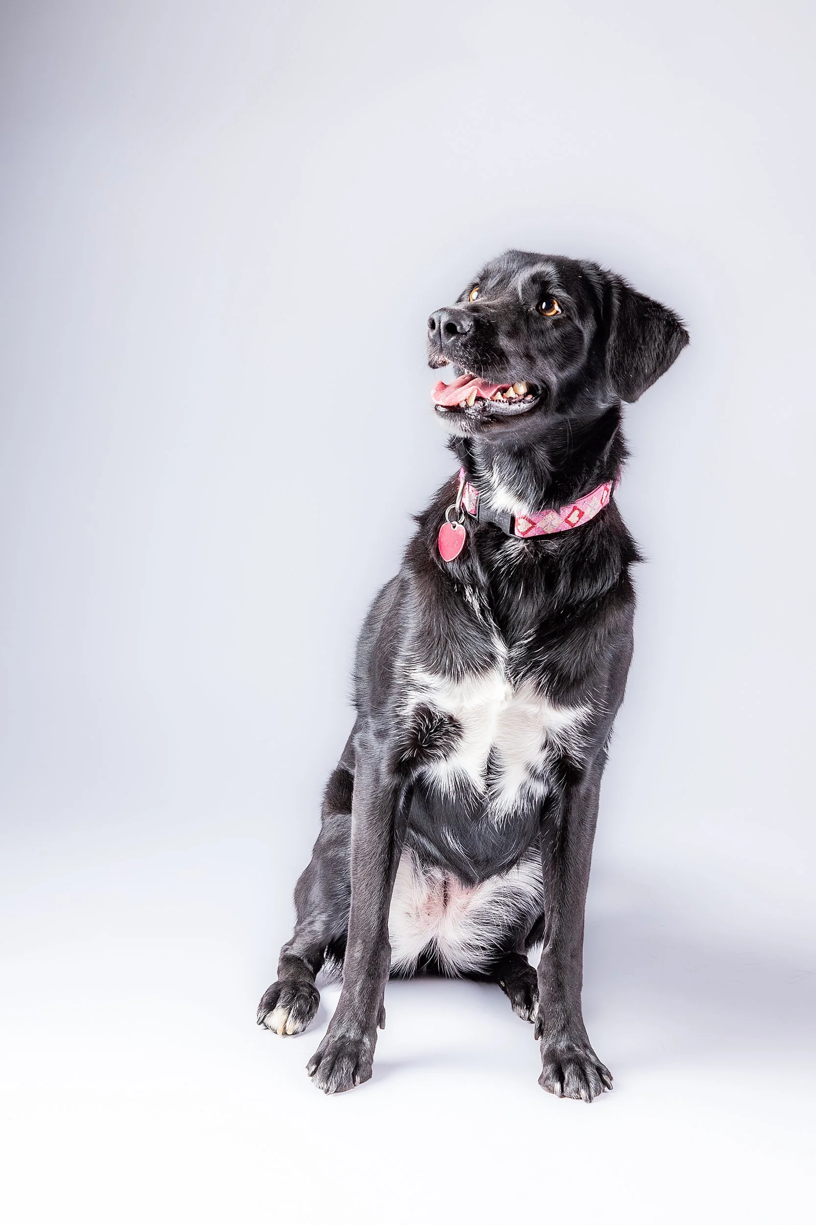 Into the Shadows II

 

 Cassie, a Labrador mix, is photographed in a clean studio-style portrait against a pale background. The vertical portrait records her seated posture, black coat, white chest markings, pink collar, and upward expression. 