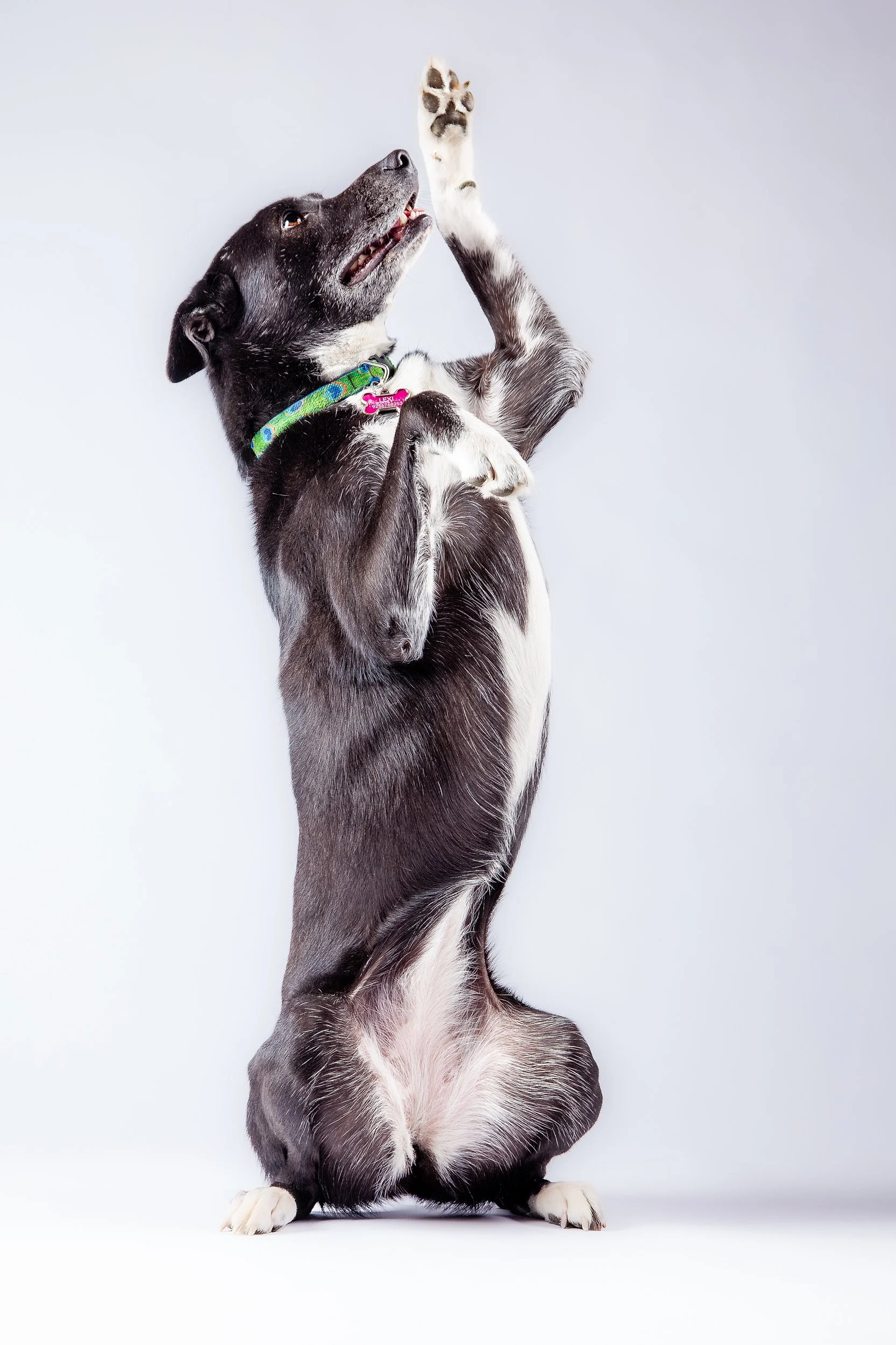 Begging for a Treat

 

 Lexi, a Border Collie mix, stands upright in a studio portrait with one paw raised above her head. The pose records a trained behavior in a clean companion animal portrait setting. 