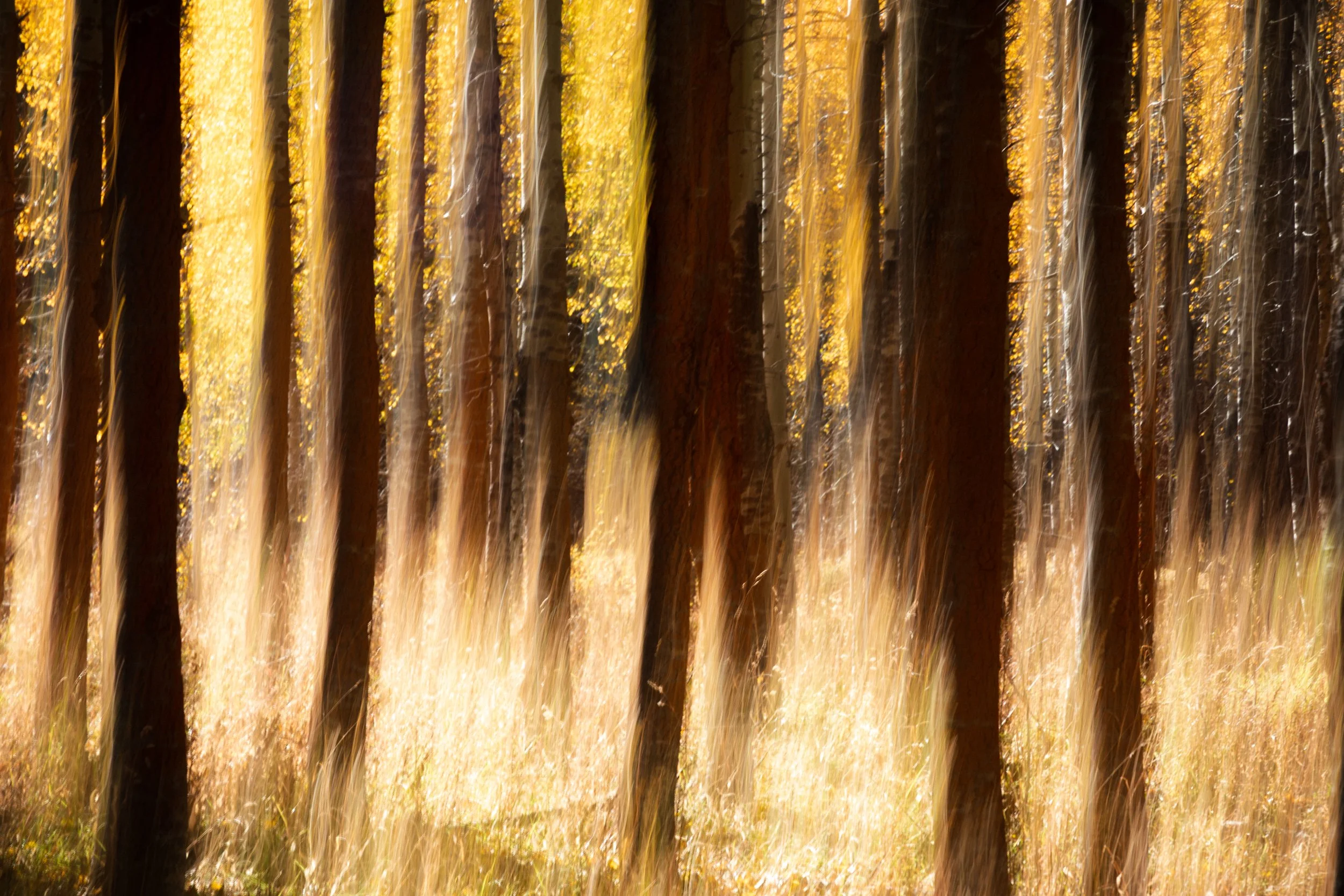 Autumn Motion

 

 An abstract forest study made near South Lake Tahoe during fall, using intentional camera movement to record tree trunks, golden light, and seasonal color as soft vertical forms./p 