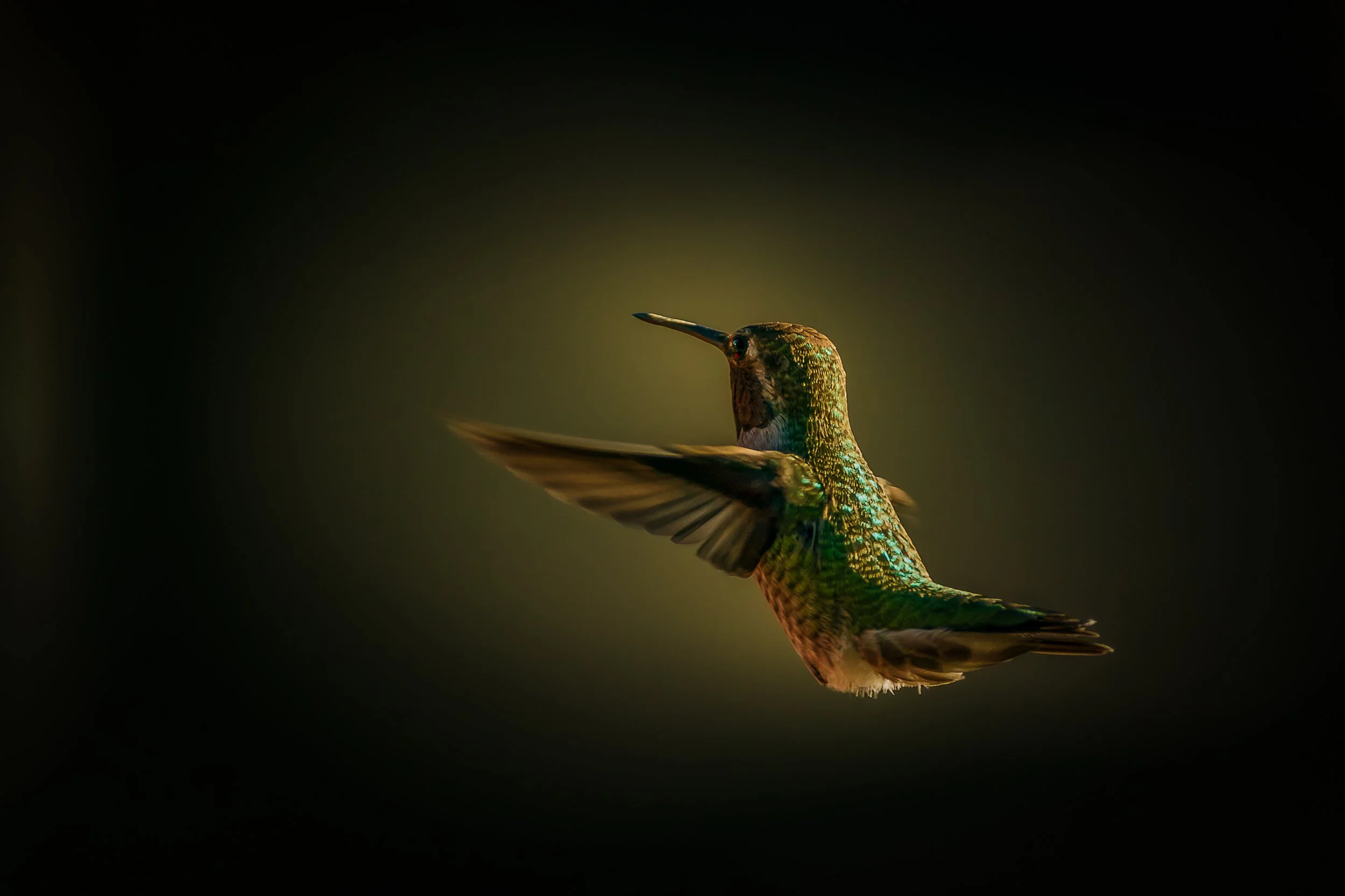 Wings of Light

 

 A wild hummingbird photographed in flight near Santa Cruz, California, during the Oliver Klink workshop series. 