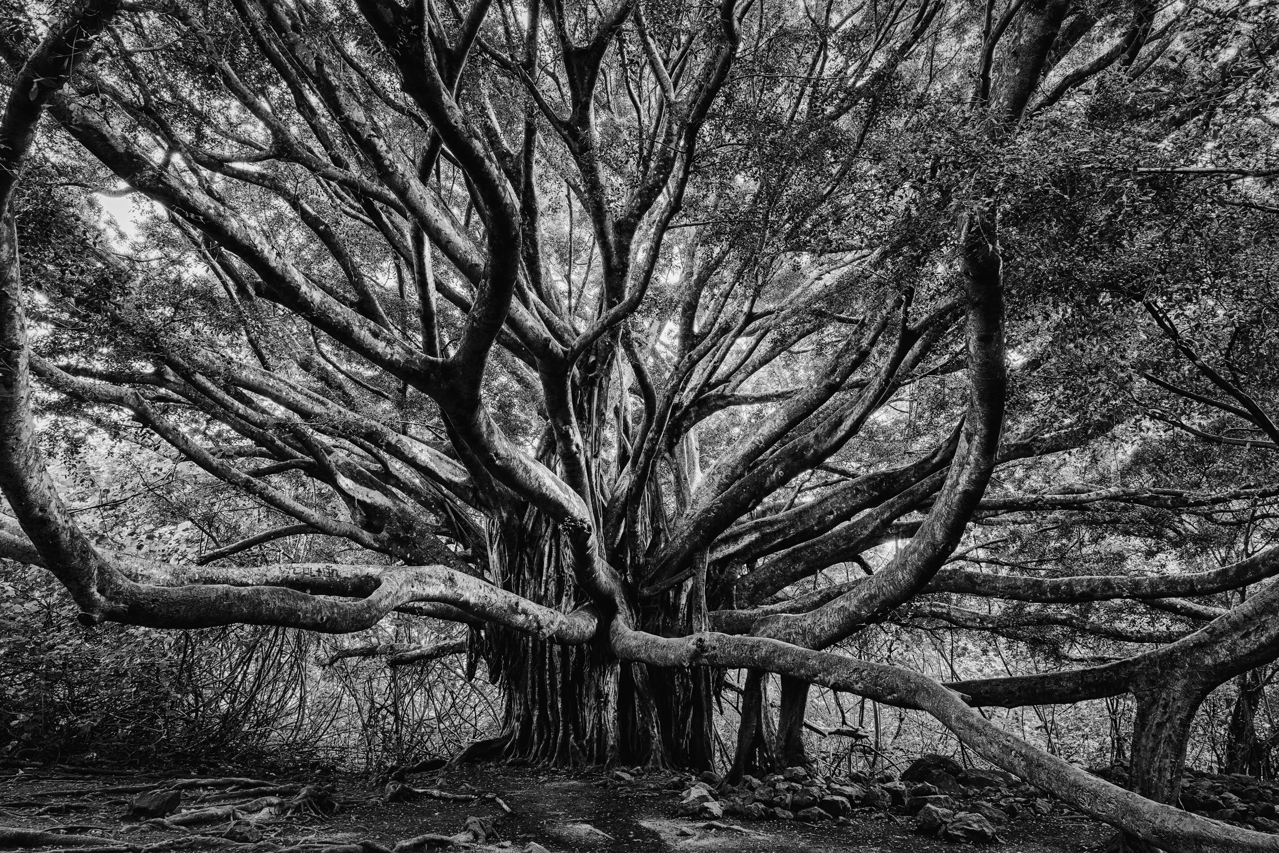 Cathedral of Branches

 

 This banyan tree stands along the Pipiwai Trail in Haleakalā National Park on Maui. Banyan trees are known for their broad canopies and aerial roots, creating dense branching structures over time. 