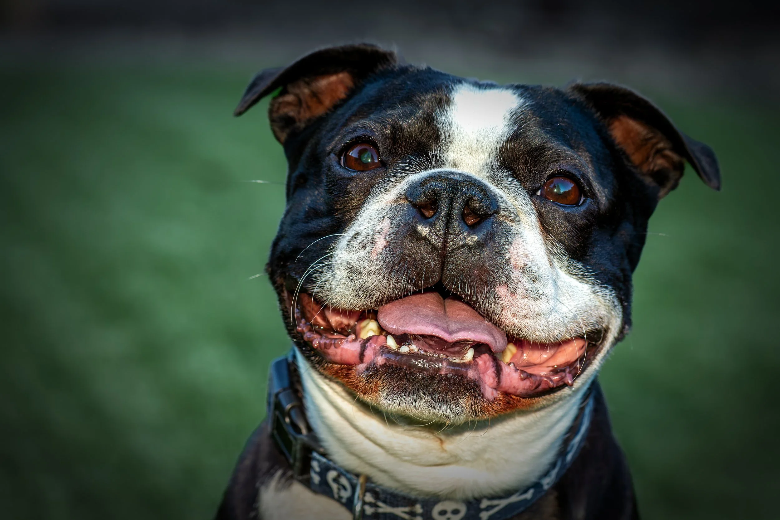 Smiling George

 

 George, a Boston terrier, is photographed outdoors with an open-mouth expression and a green background. His black-and-white markings, compact muzzle, collar, and round eyes identify the portrait as an informal companion animal im
