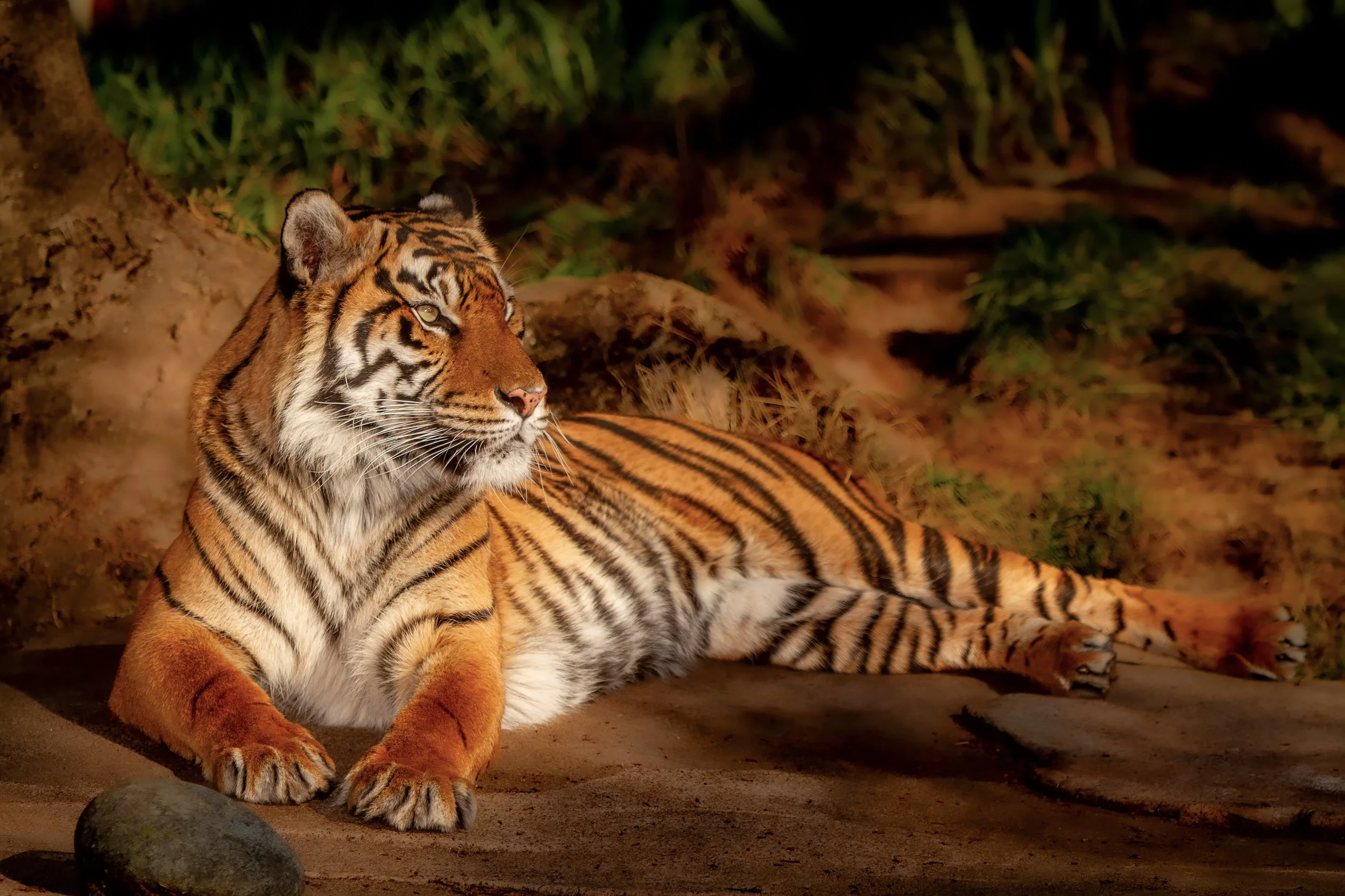 Resting Ember

 

 A tiger photographed at San Francisco Zoo in San Francisco, California. Tigers are native to Asia and remain one of the most widely recognized large cat species in wildlife conservation and zoo education. 