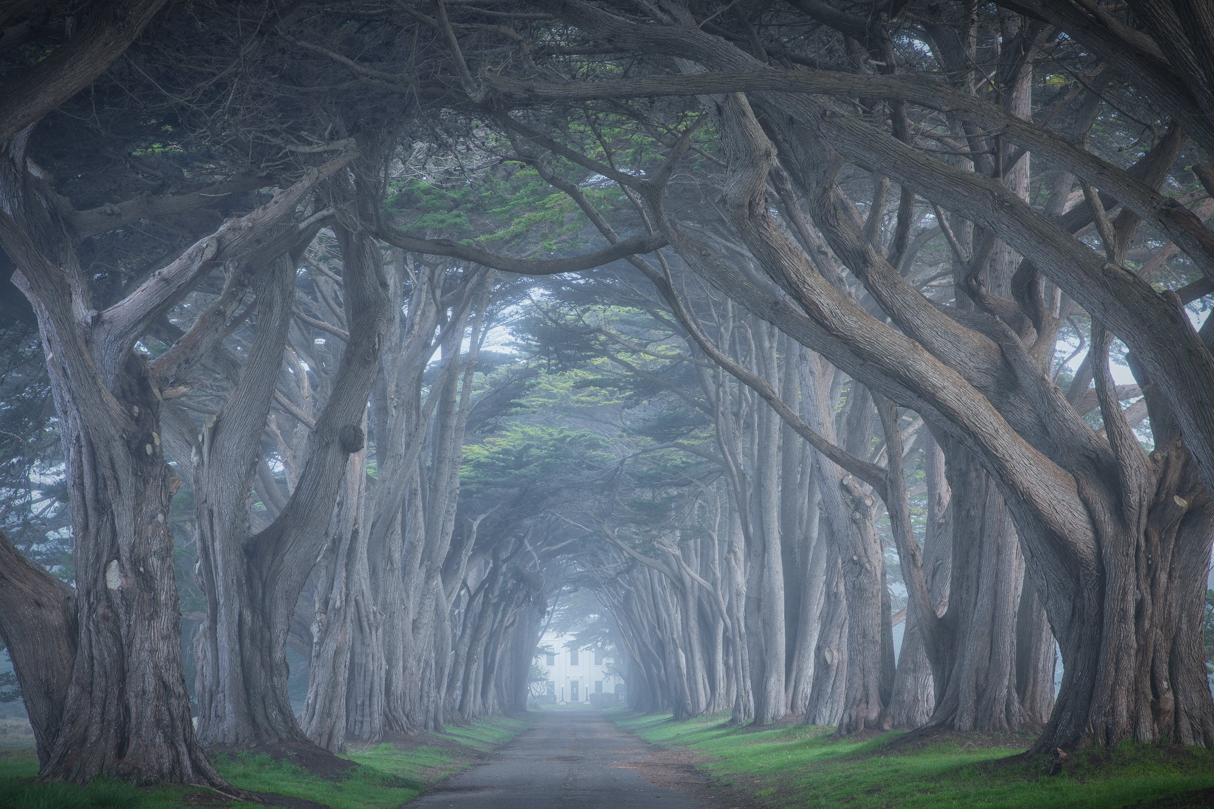 Tunnel of Time

 

 The Cypress Tree Tunnel stands near the KPH Maritime Radio Receiving Station within Point Reyes National Seashore in California. The Monterey cypress trees form one of the best-known landscape features in the Point Reyes area. 