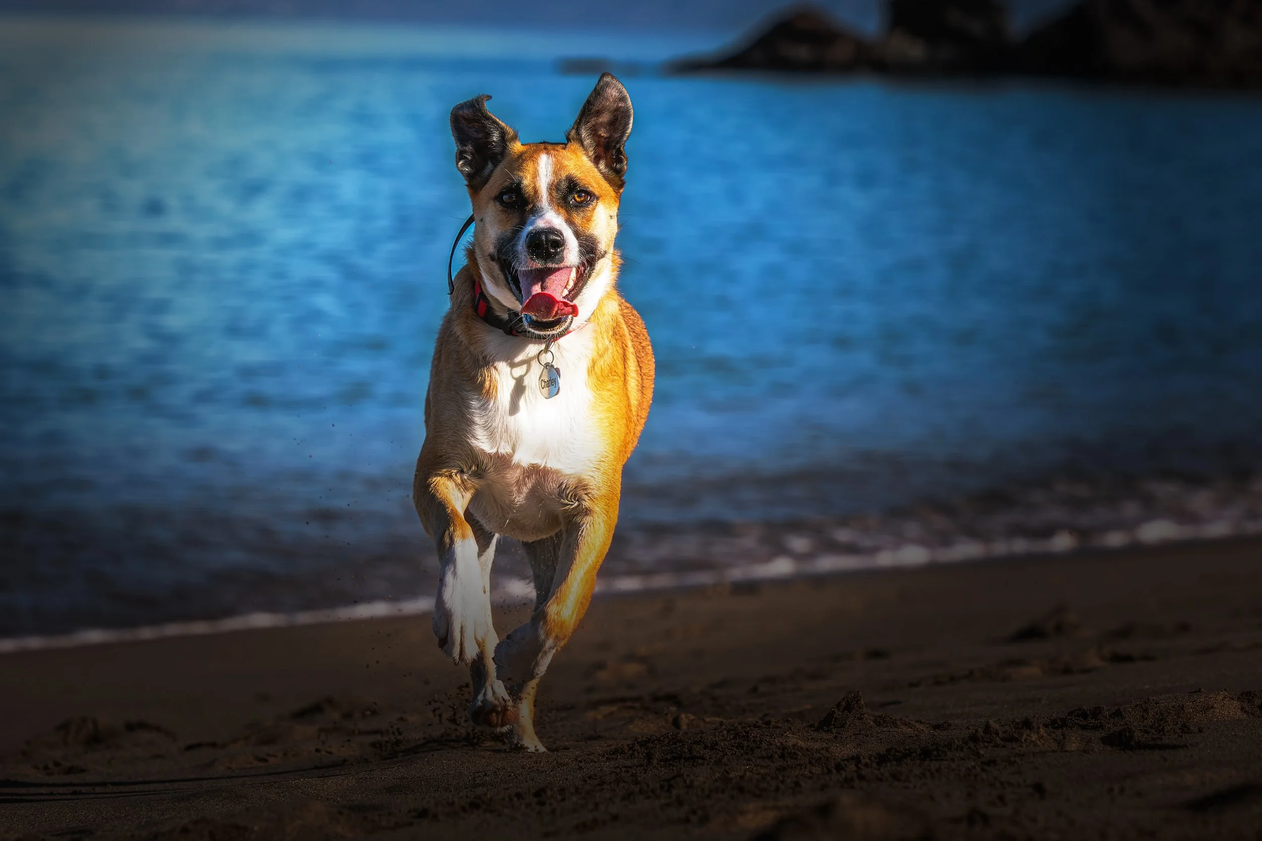 Chasing the Tide

 

 A mixed-breed dog runs along Ka'anapali Beach in Maui, Hawaii, with ocean water behind the shoreline. The portrait records a companion animal in a travel setting on one of West Maui's best-known beaches. 