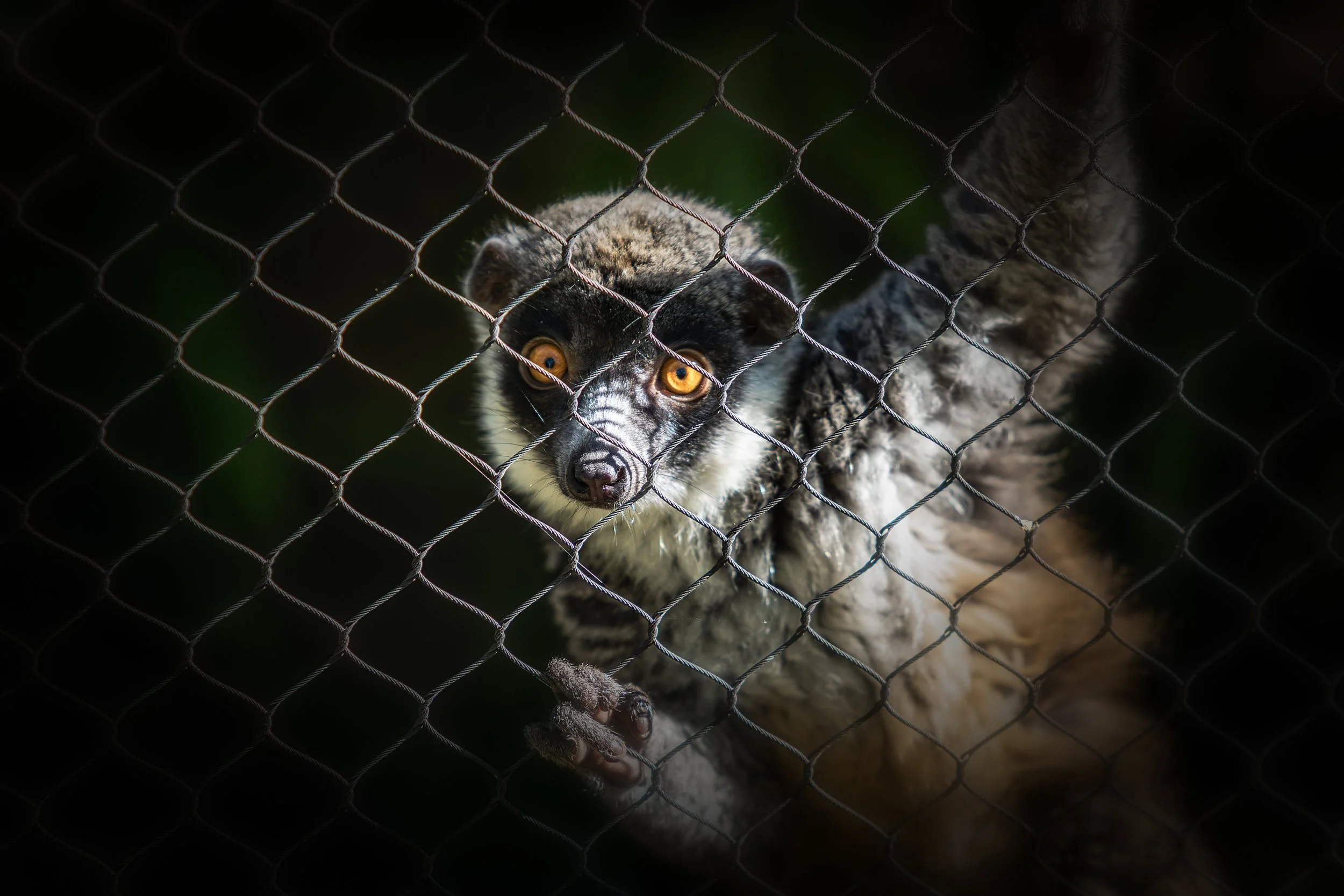 Eyes Behind the Fence

 

 A ring-tailed lemur photographed at the Sacramento Zoo in Sacramento, California. The visible enclosure fencing is part of the photographed setting and should remain transparent in public use. 