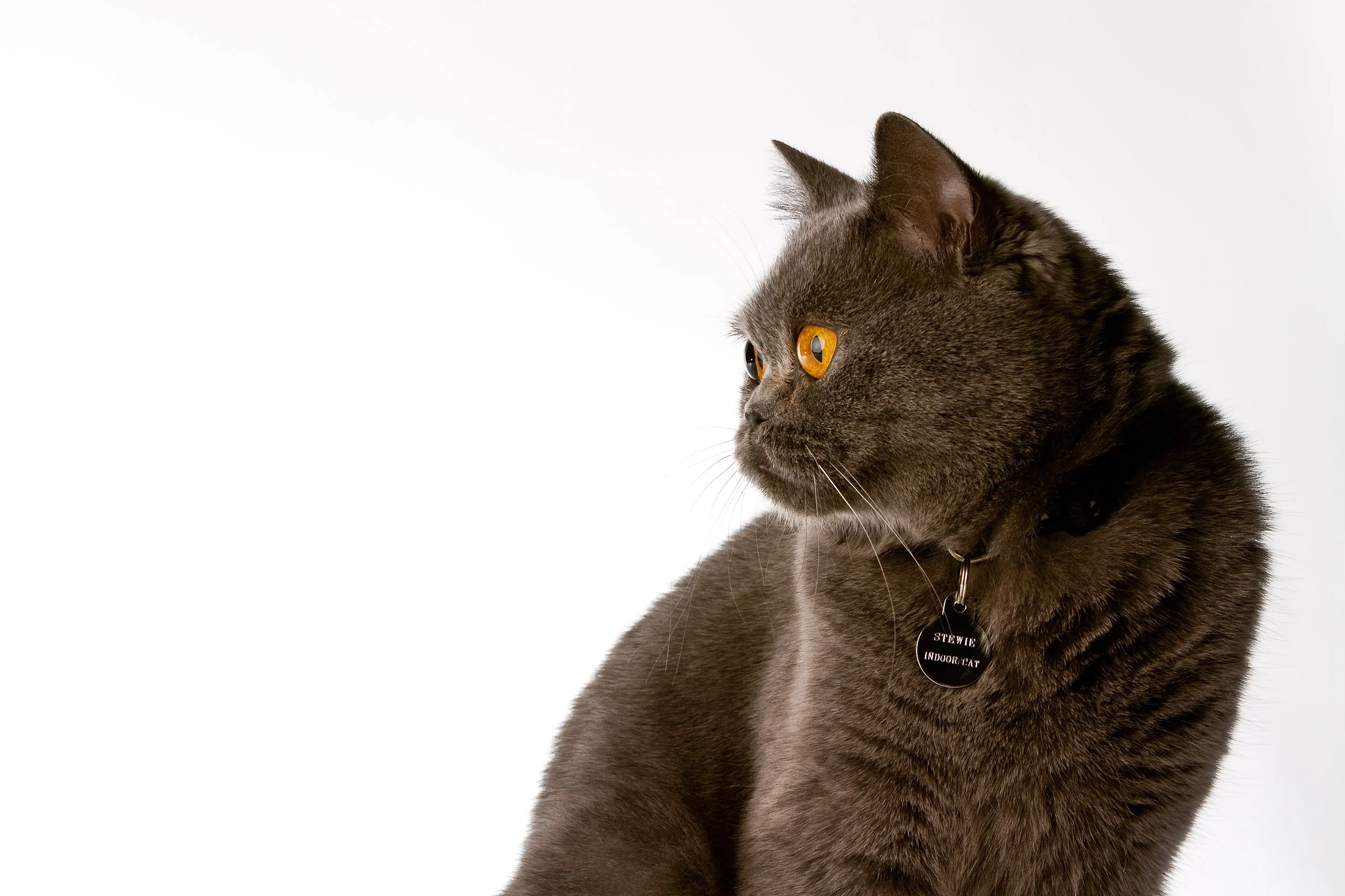 Stewie

 

 Stewie, a British shorthair, is photographed in profile against a clean white background. His dense gray coat, rounded head, compact build, and amber eyes reflect key traits associated with the breed. 