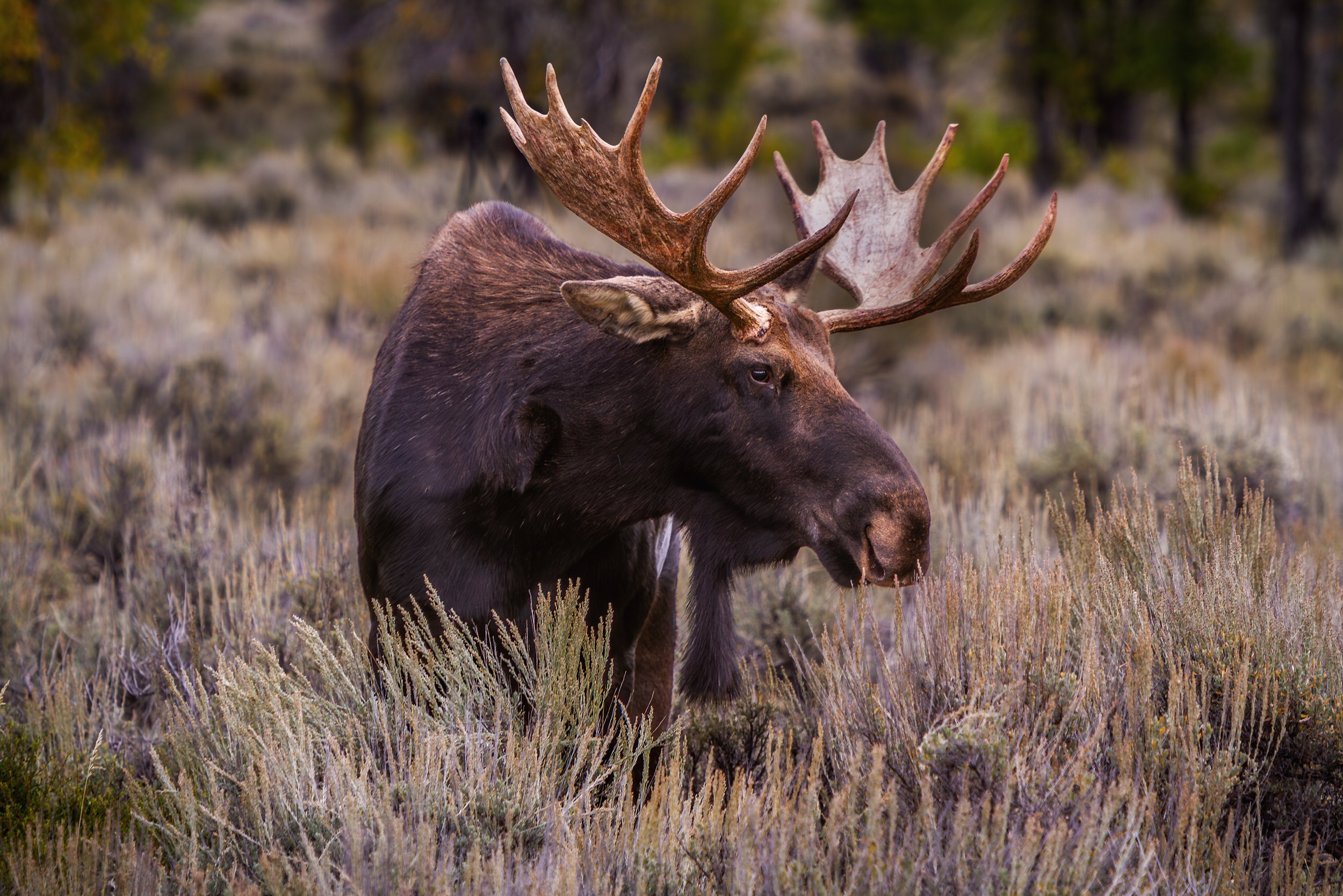 Sagebrush Monarch

 

 A bull moose stands among sagebrush in Grand Teton National Park, Wyoming. The park protects mountain, forest, wetland, and sagebrush habitats within the Greater Yellowstone Ecosystem. 