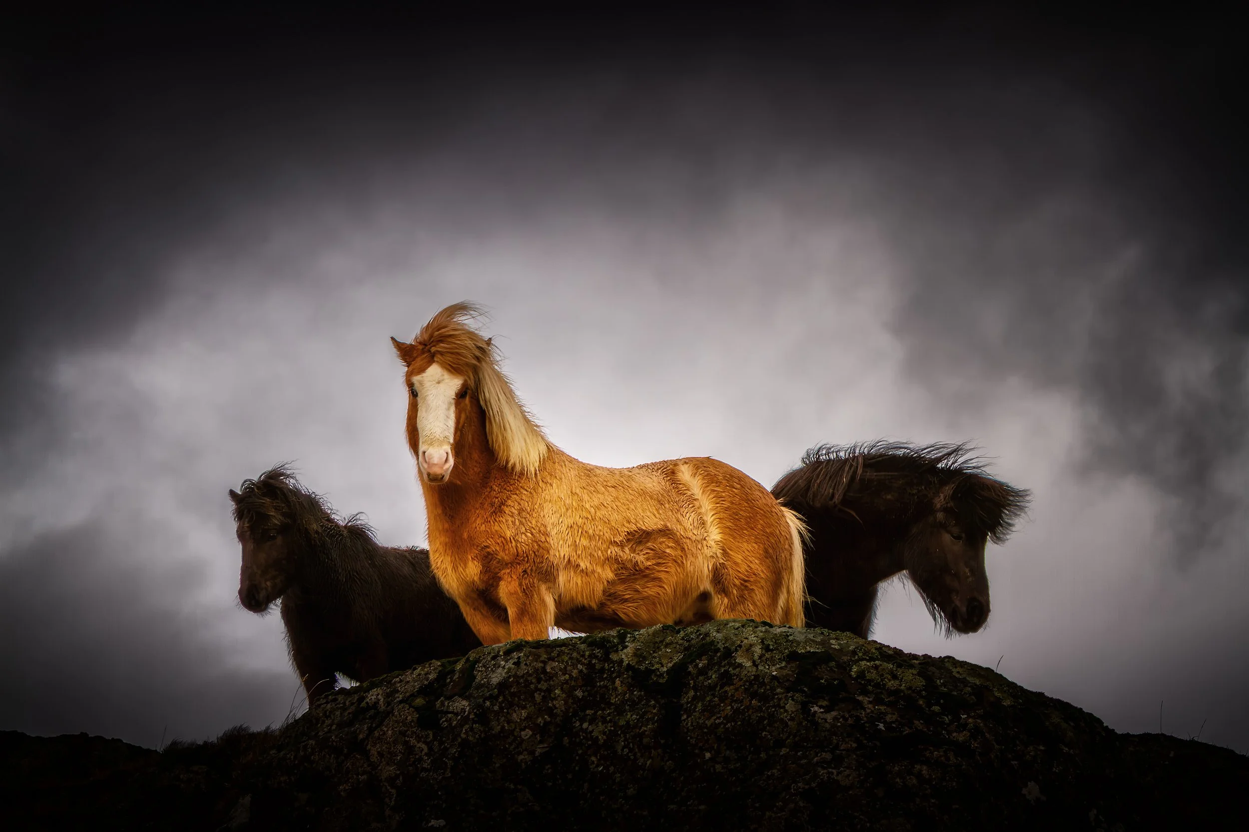 Icelandic Horses on the Ridge

 

 Three Icelandic horses stand on a rocky ridge in the Icelandic landscape. The breed is closely associated with Iceland's rural history, open terrain, and equestrian traditions. 