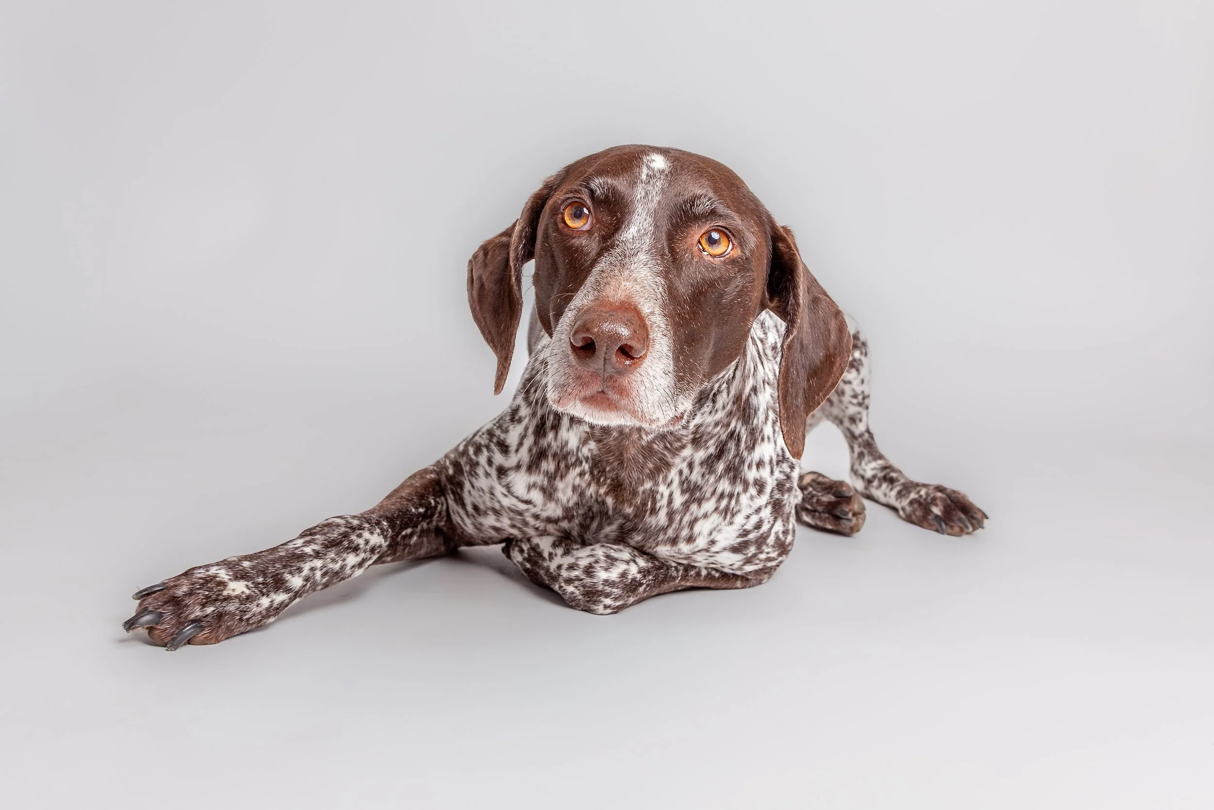 Are we done yet? 

 

 Emma, a German shorthaired pointer, lies on a clean studio surface with her head raised. Her speckled coat, brown head, long ears, and amber eyes identify the breed’s distinctive pointer markings. 