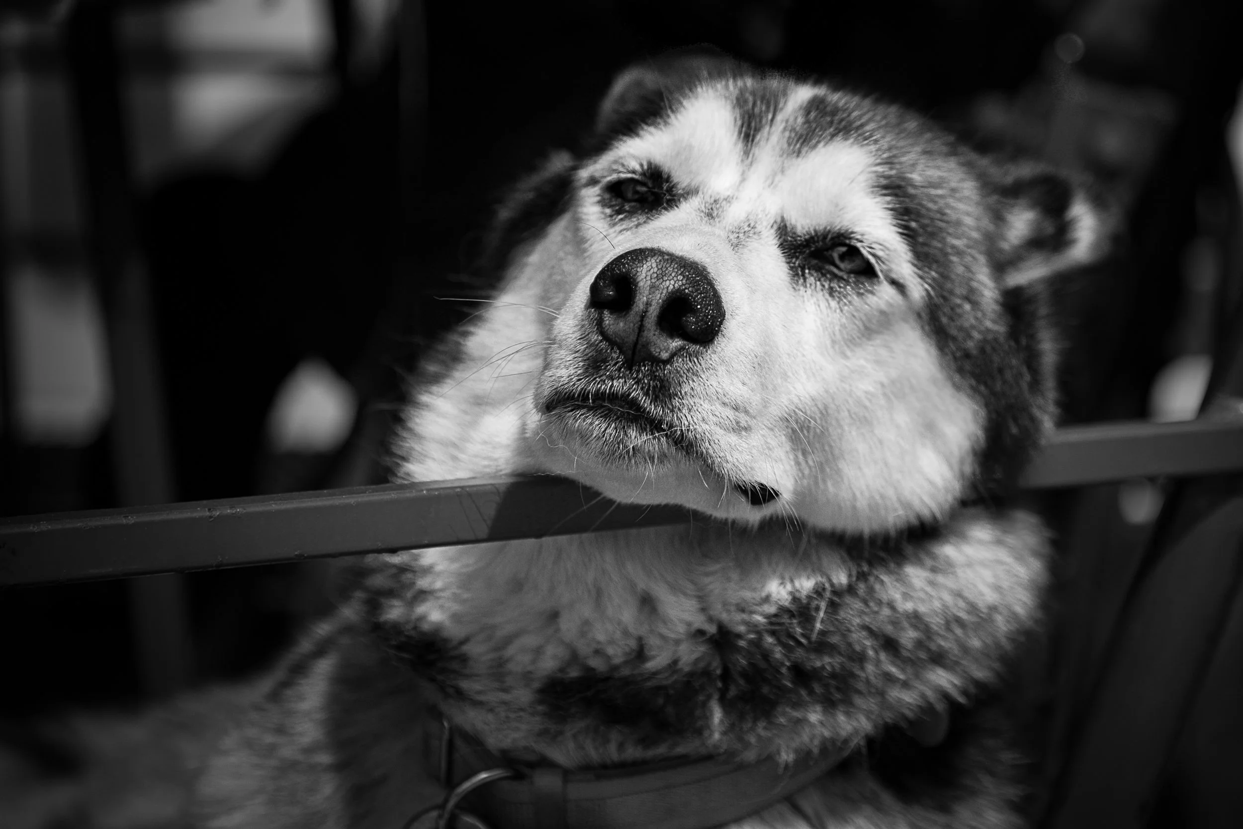 Resting on the Job

 

 A dog rests behind a railing in Juneau, Alaska, during a travel encounter near local visitor activity. The black-and-white portrait records a relaxed companion animal subject in Alaska's capital city. 