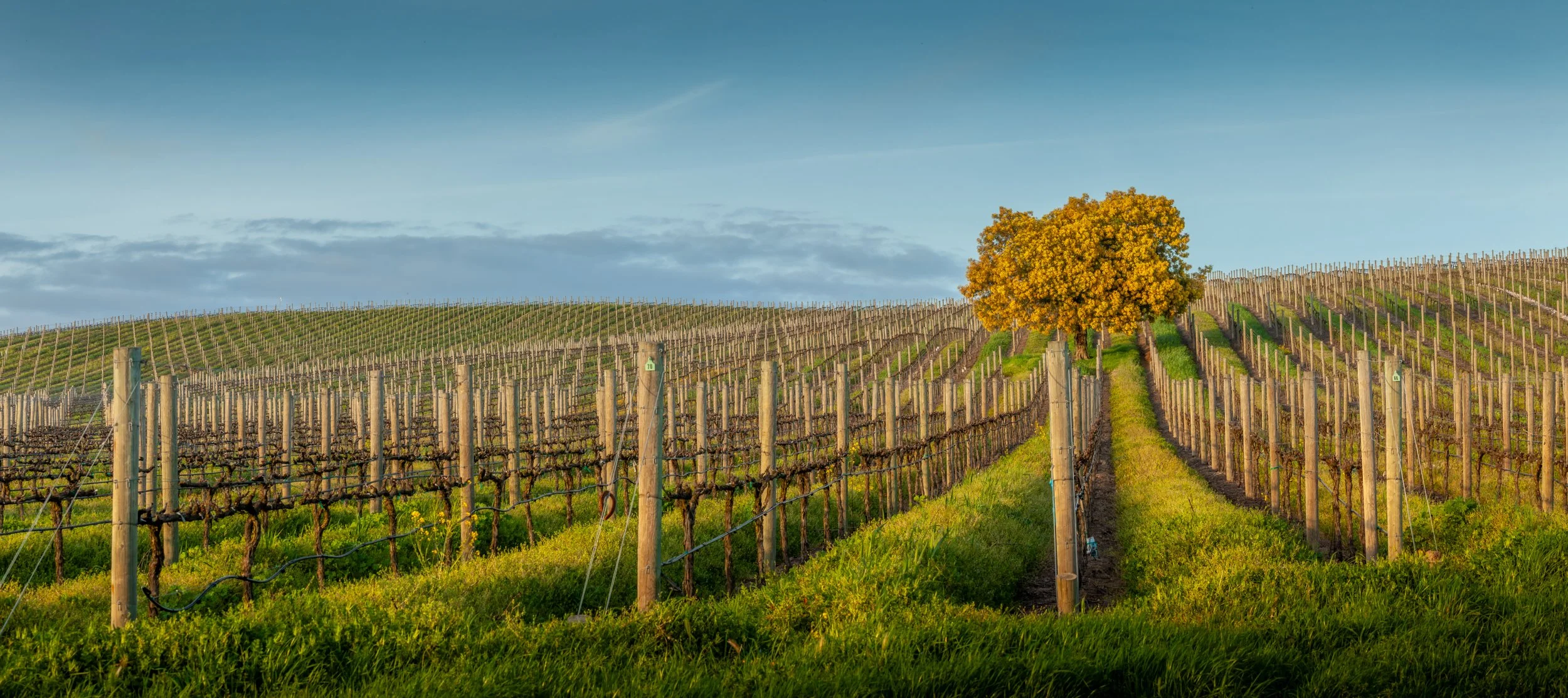 Acacia Vineyard Rows

 

 Vineyard rows extend across the hillside at Acacia Vineyard in Napa, California. The scene records the ordered agricultural landscape of California wine country. 