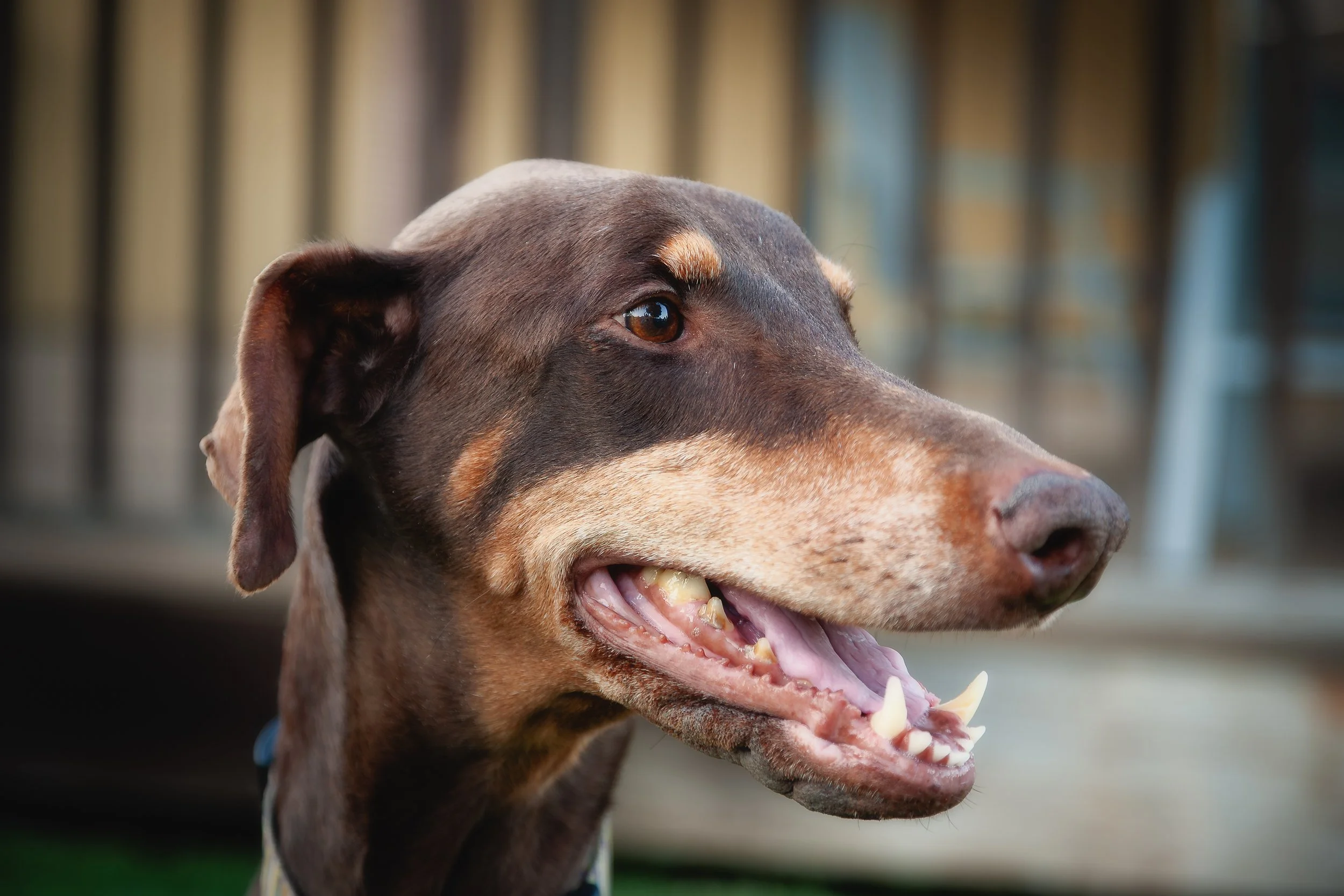 Quiet Confidence

 

 Portia, a Doberman, is photographed in profile outdoors with her head turned to the side. Her black-and-rust markings, long muzzle, short coat, and open-mouth expression connect the portrait clearly to the breed’s recognizable f
