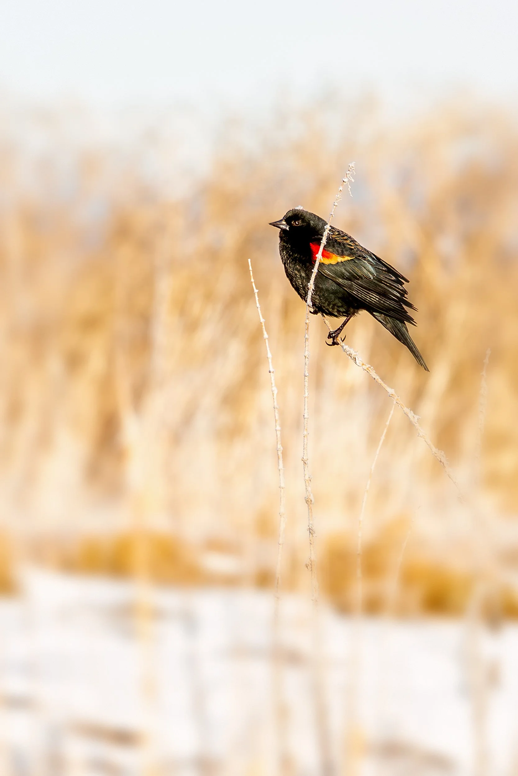 Red-winged Blackbird

 

 A male red-winged blackbird perches among dry stems at Tule Lake National Wildlife Refuge in northeastern California. Red-winged blackbirds are widely associated with marshes, wetlands, and open habitats across North America