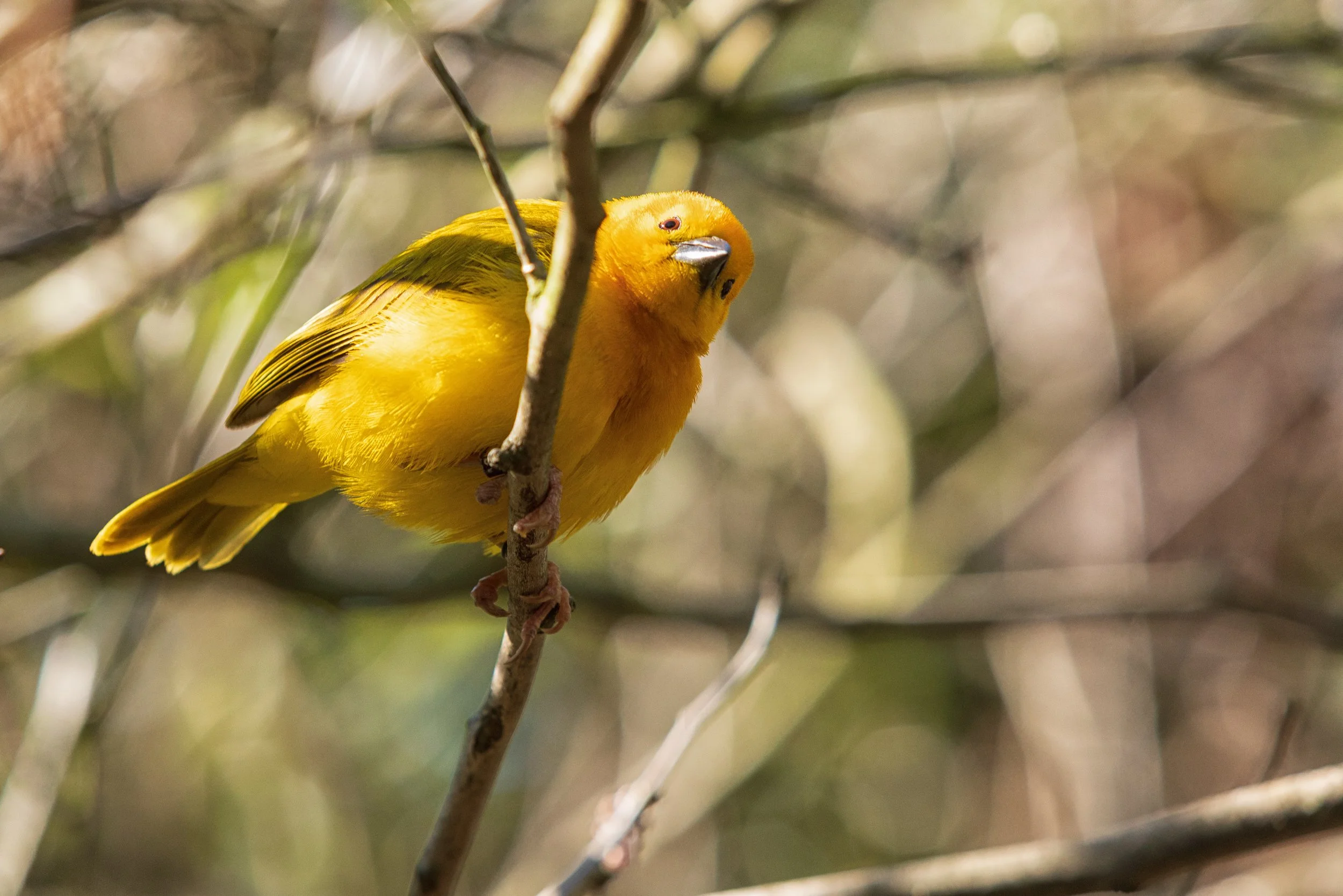 Golden Perch

 

 A Taveta golden weaver photographed at Woodland Park Zoo in Seattle, Washington. Taveta golden weavers are small African weaver birds associated with bright yellow plumage and woven nest-building behavior. 