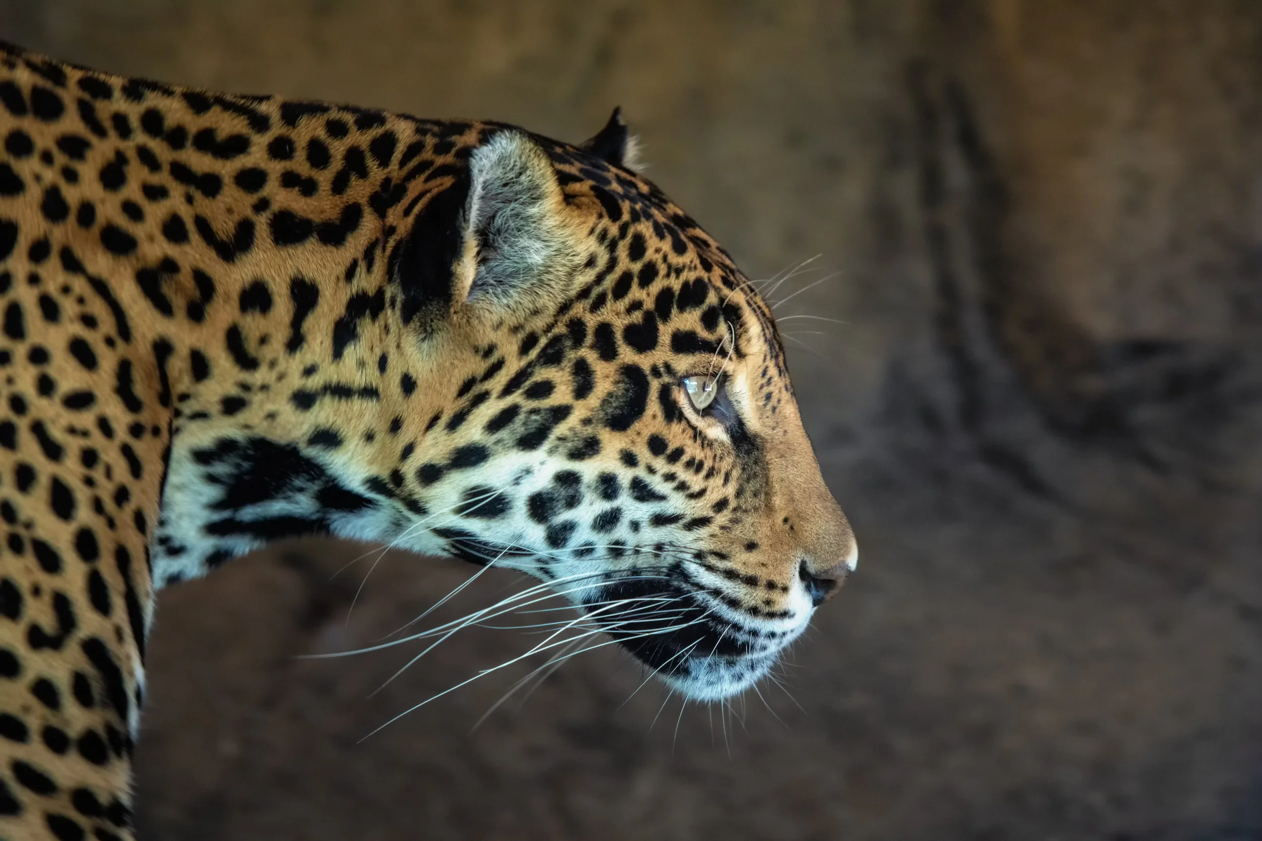 Eyes of the Jungle

 

 A jaguar photographed at Woodland Park Zoo in Seattle, Washington. Jaguars are large cats native to the Americas and are often associated with forest, wetland, and riverine habitats. 