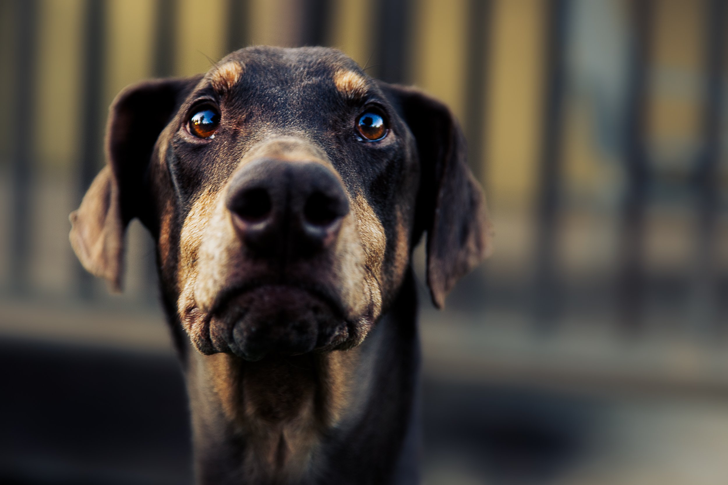 Focused Grace

 

 Portia, a Doberman, is photographed outdoors in a close companion animal portrait. The image records her direct gaze, tan facial markings, short black coat, and shallow-depth outdoor background. 