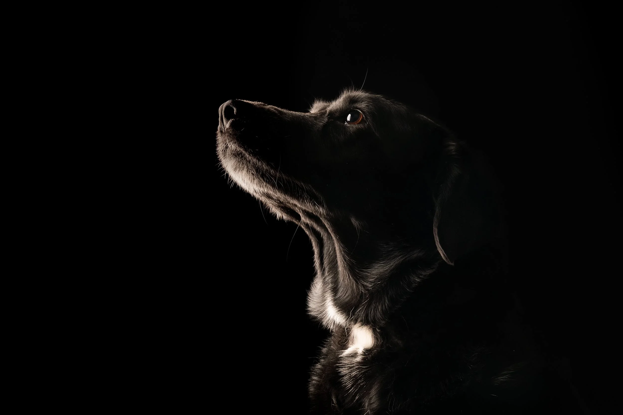 Into the Shadows

 

 Cassie, a Labrador mix, is photographed in a low-key studio-style portrait against a black background. The portrait records her upward gaze, bright eye, white chest markings, and dark coat in a restrained companion animal settin