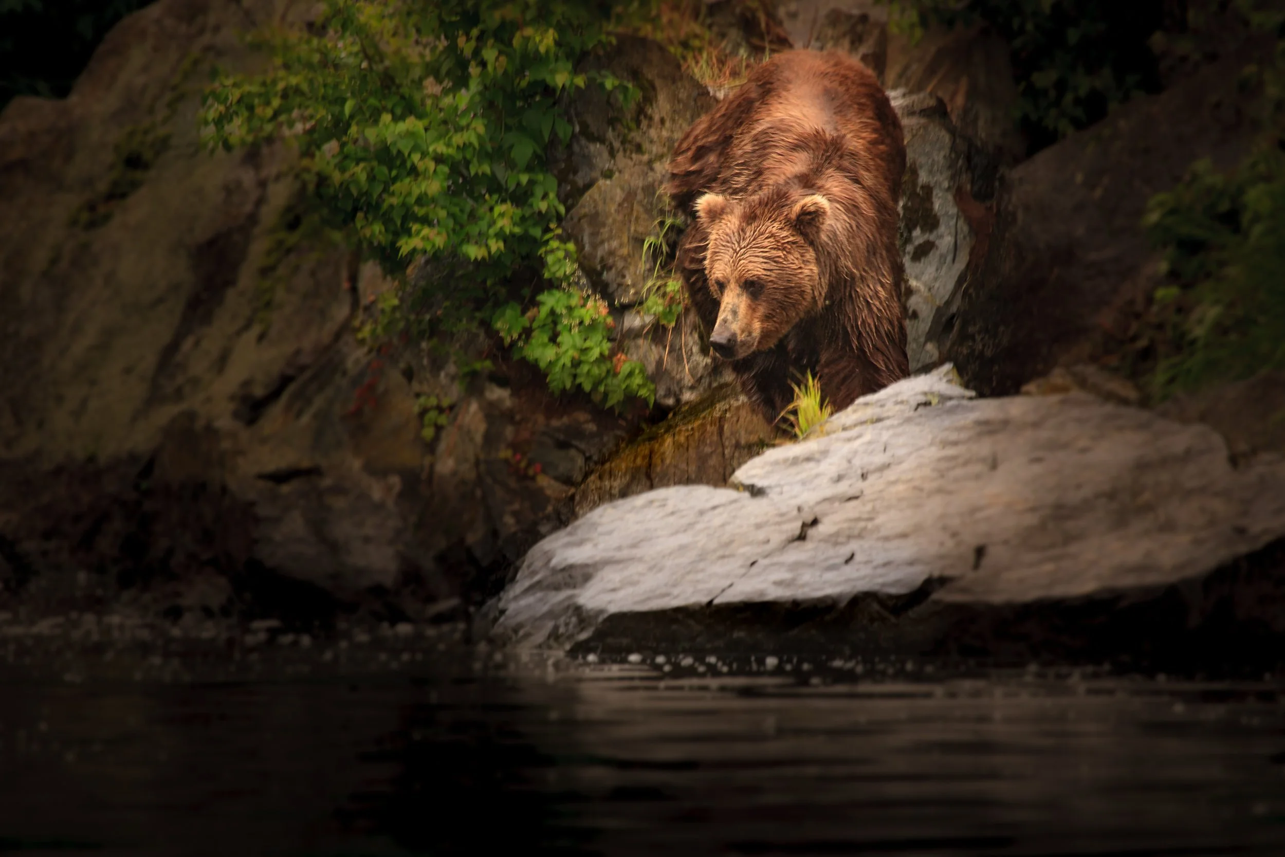 Into the Water

 

 A grizzly bear photographed at Redoubt Bay, Alaska. Redoubt Bay is part of Southcentral Alaska, where wetlands, waterways, and seasonal food sources support bear activity. 