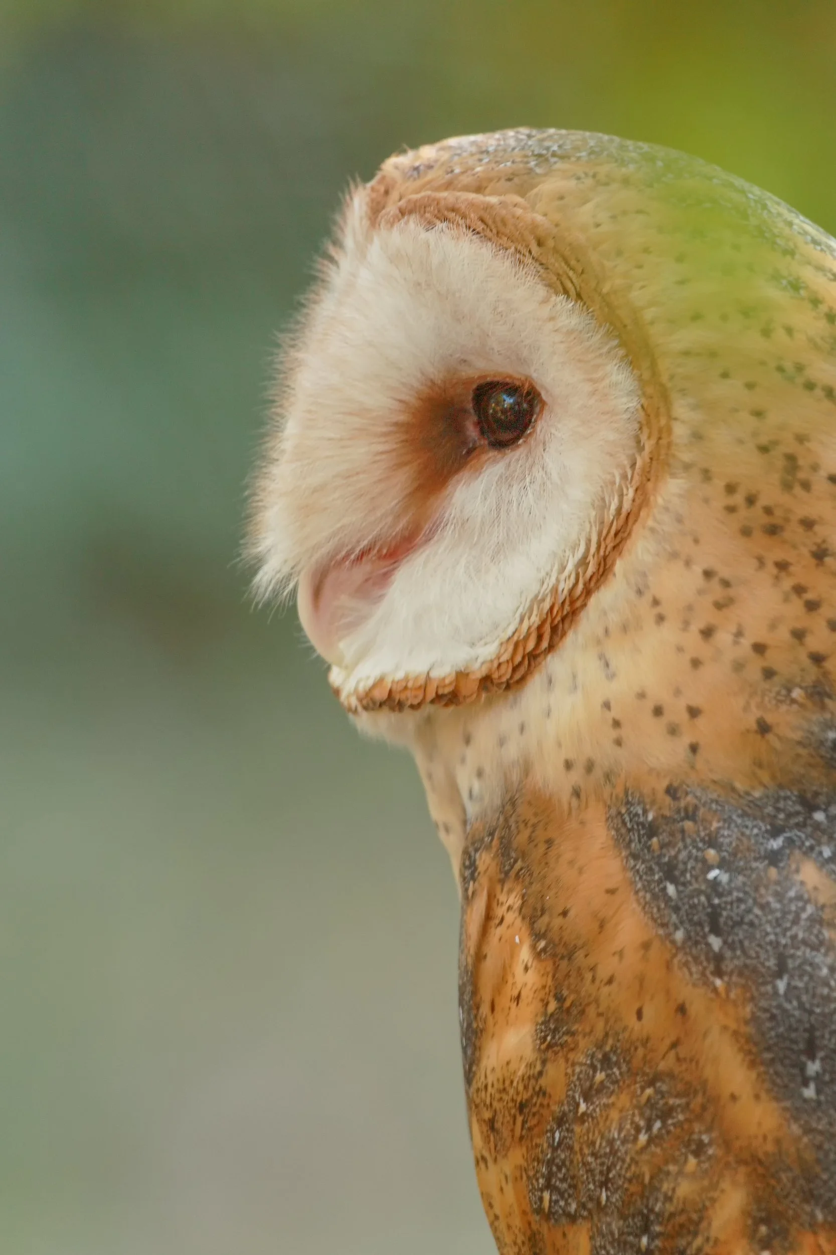 Soft Watch

 

 An American barn owl photographed at Lindsay Wildlife Experience in Walnut Creek, California. Lindsay Wildlife Experience operates wildlife rehabilitation and education programs focused on native wildlife. 