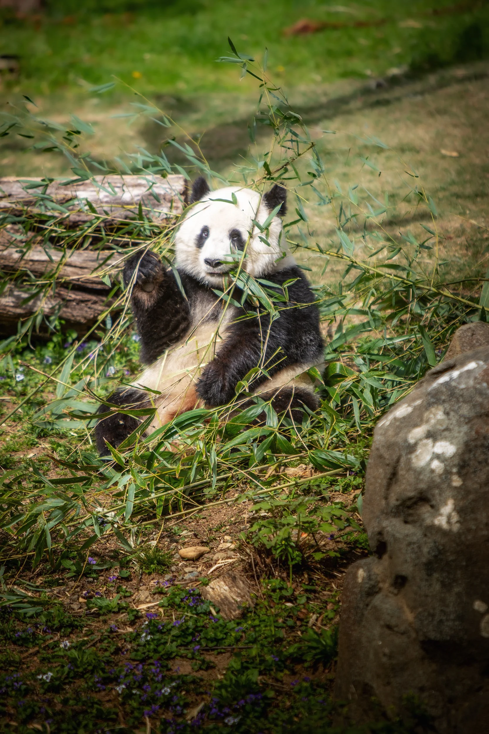 Giant Panda at the National Zoo

 

 A giant panda sits among bamboo at Smithsonian’s National Zoo in Washington, D.C. The photograph was made after the Zoo’s current pandas, Bao Li and Qing Bao, began public viewing in January 2025, but the individu