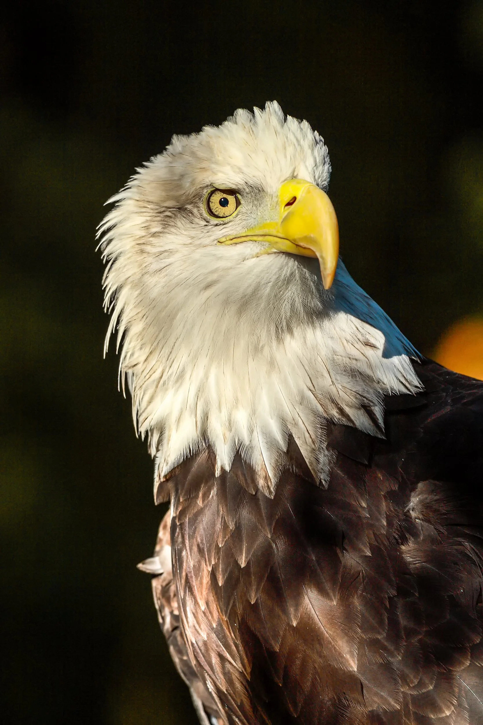 Eagle’s Gaze

 

 A bald eagle photographed at Lindsay Wildlife Experience in Walnut Creek, California. The bird was photographed in a wildlife education and conservation setting. 