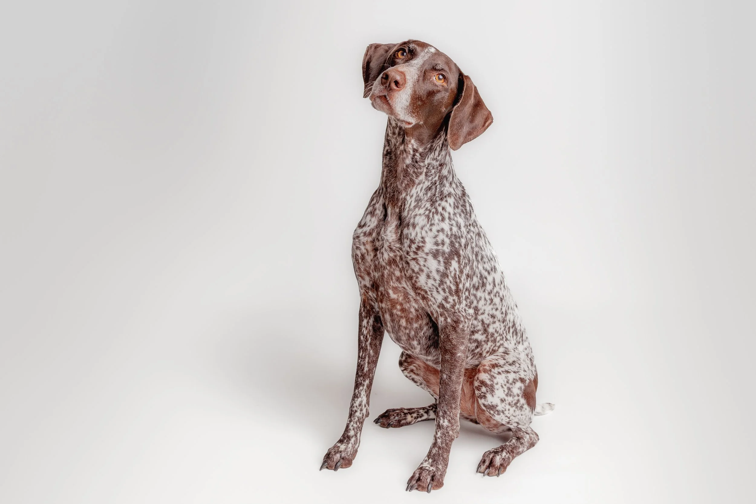 Emma

 

 Emma, a German shorthaired pointer, sits in a studio portrait against a pale neutral background. Her white-and-brown ticking, long ears, amber eyes, and upright posture define the breed character within a clean pet portrait setting. 