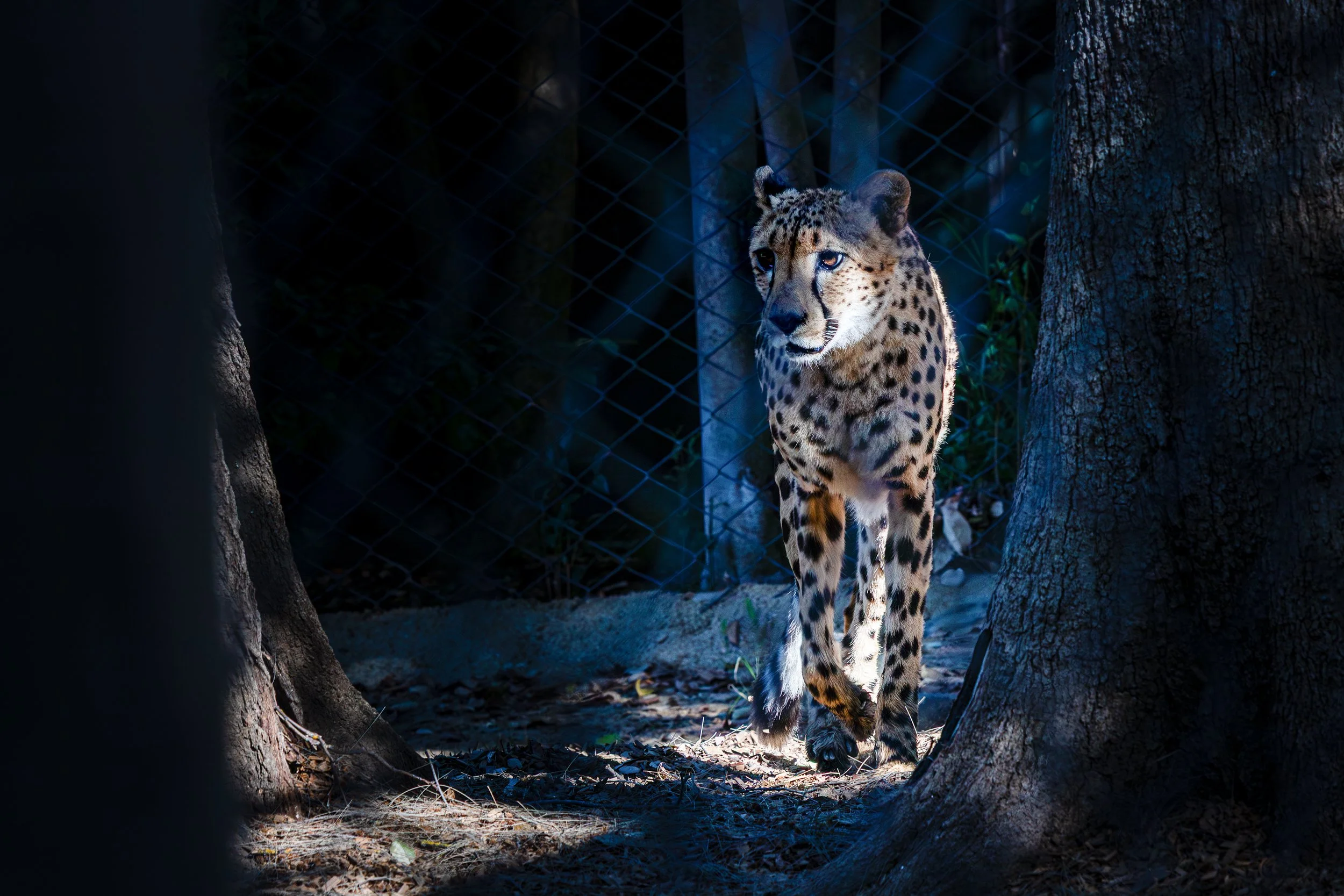 Cheetah in Shadow

 

 A cheetah stands in filtered light at the Sacramento Zoo in Sacramento, California. The image preserves the zoo setting while presenting the animal as a wildlife portrait. 