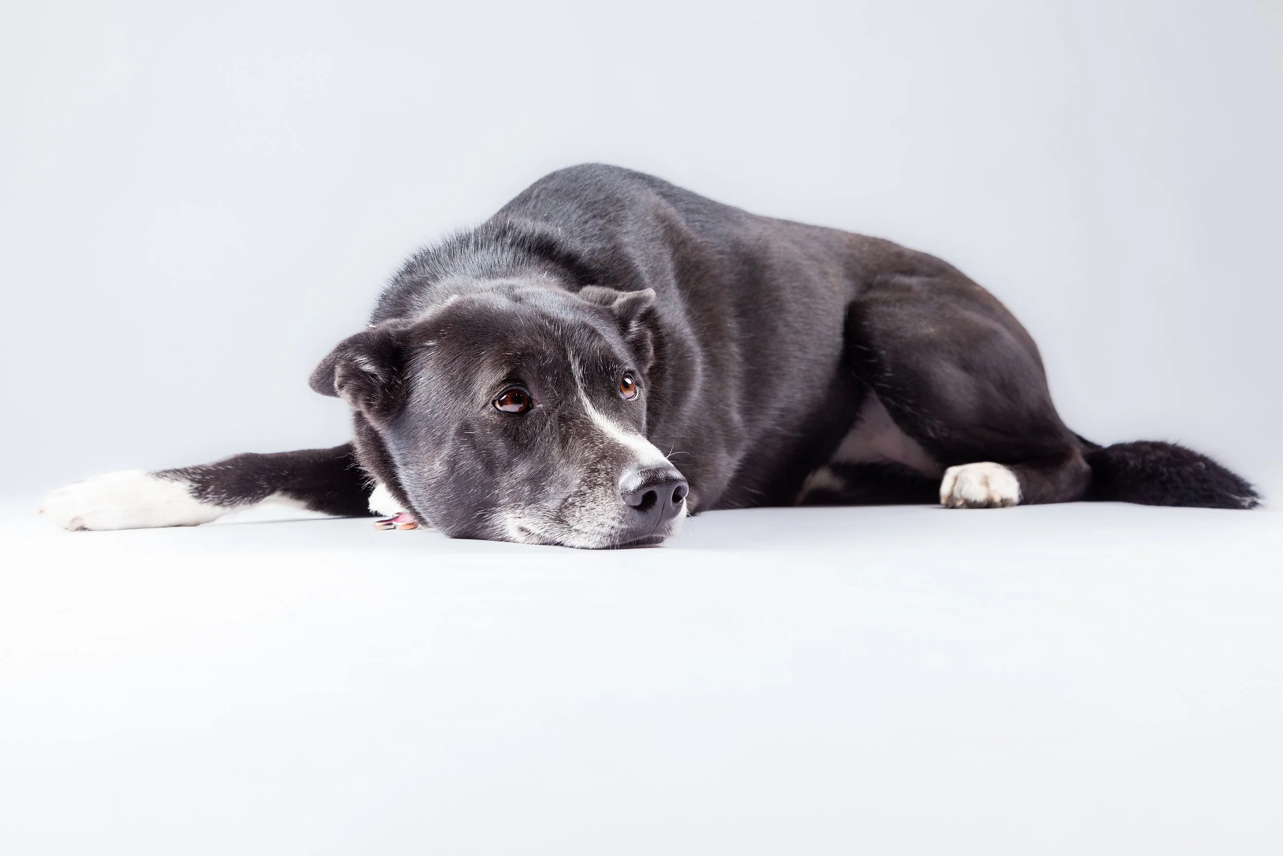 Tired of Modeling

 

 Lexi, a four-year-old Border Collie mix, rests low against a pale studio backdrop. Her black-and-white coat, relaxed posture, and low position make the image useful as a quieter companion portrait within the Pet Portraiture arc