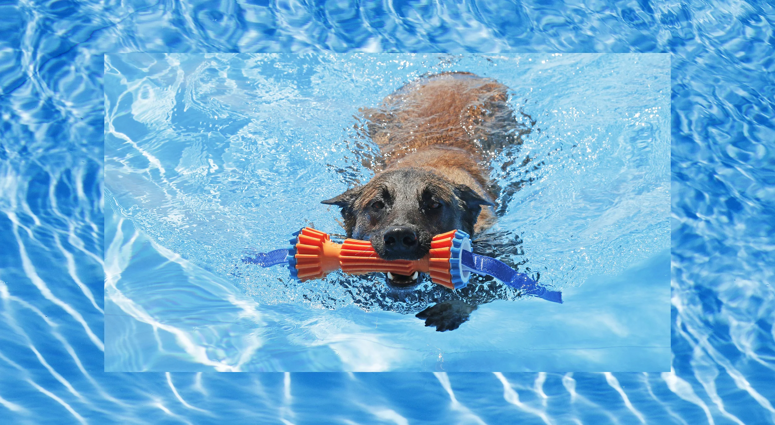 dog indoor pool near me