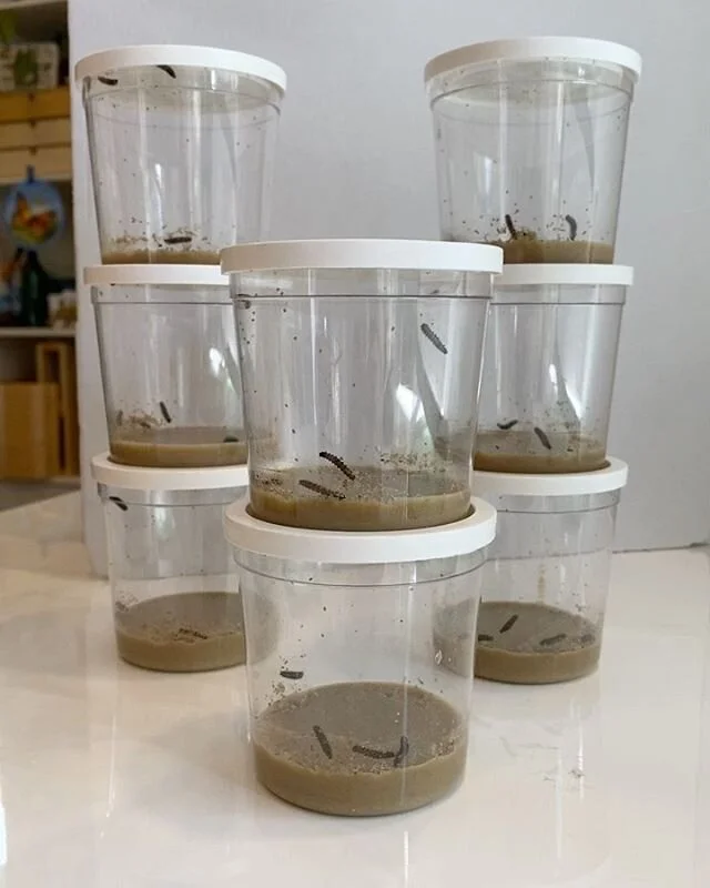 The Lifecycle of a Butterfly 🦋🦋🦋🦋🦋🦋🦋🦋🦋Our caterpillars 🐛 and butterfly habitats have arrived. Can&rsquo;t wait to deliver these little wonders to my families. Thank you #insectlore for your #caterpillar cups, #seeds for a #butterflygarden a