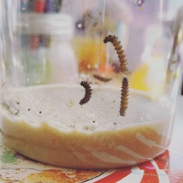 These are very hungry 🐛 caterpillars!  #lifecycle of a #butterfly  #caterpillar #metamorphosis #the #chrysalis is the next #stage #playschool #playbasedlearning #kidsinnature #observing #insects #pdxchildcare #pdxkids #portlandoregonchildcare #early