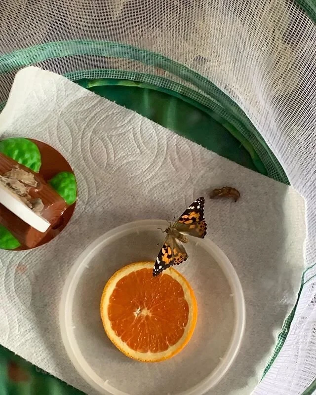The first butterfly 🦋 has emerged! The kiddos are making their butterfly streamers and they are so fun! #lifecycleofabutterfly #butterflystreamers #playschool #artbox #playbasedlearning #ittakesavillage #togetherwearestronger #wewillgetthroughthisto