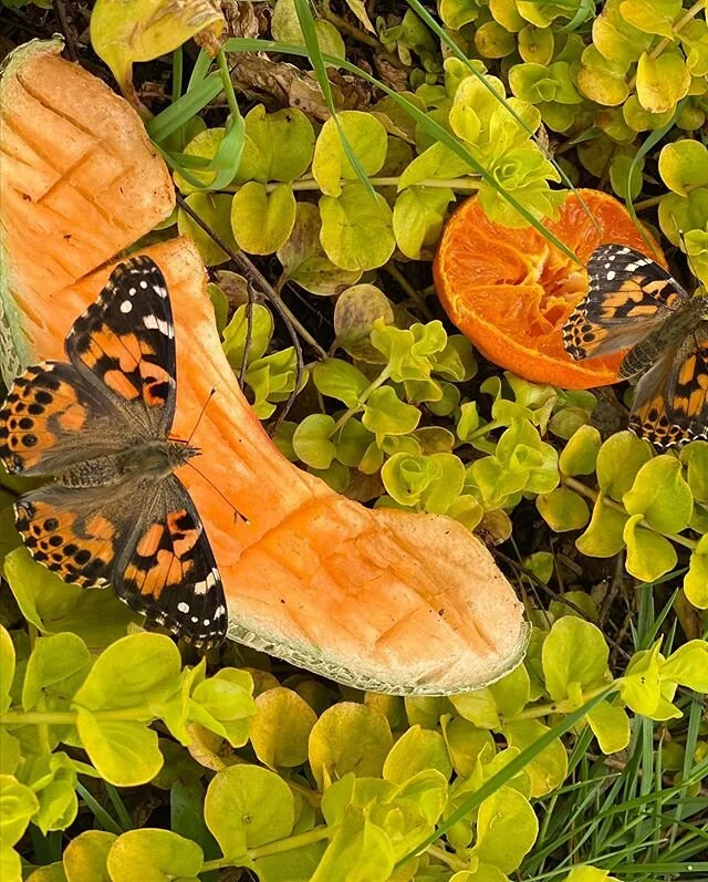 Butterfly Release! 🐛🦋🌈 This week we released our butterflies. Usually this is my favorite time of year with the kiddos. This year we could not all be together so my sweet families sent me pics! &hearts;️ #butterflyrelease #insectlore #lifecycleofa