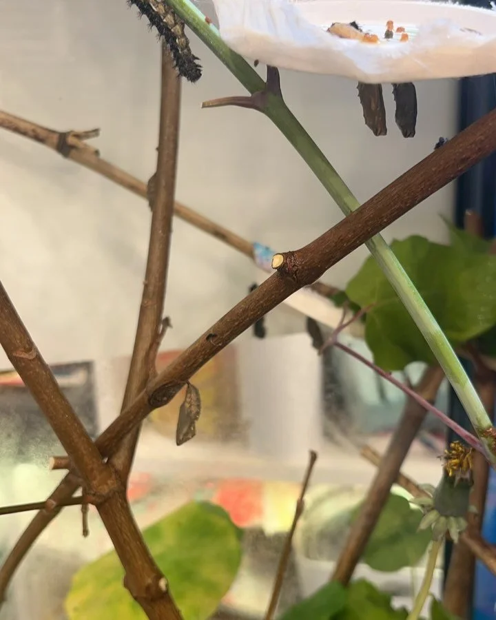 Spring ✨🌺 🌷 🦋🐛 

#creationkitchen #playschool #pdxchildcare 
#wonderledlearning #playbasedlearning #papermoonplayschool #learningthroughplay #portlandchildcare #kidsmakeart  #openendedplay #letthemplay #invitationtoplay #handsonlearning #handsonp