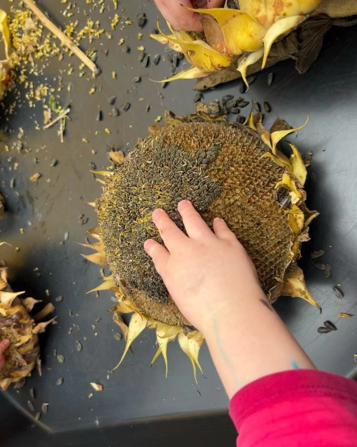 🌻🌻🌻 #openendedplay #letthemplay #invitationtoplay #handsonlearning #handsonplay #playtolearn #preschoolclassroom
#pdxpreschool #pdxchildcare #earlychildhoodeducation 
#sensoryplay #watertableplay #outdoorlearning #outdoorlearningenvironment #outdo