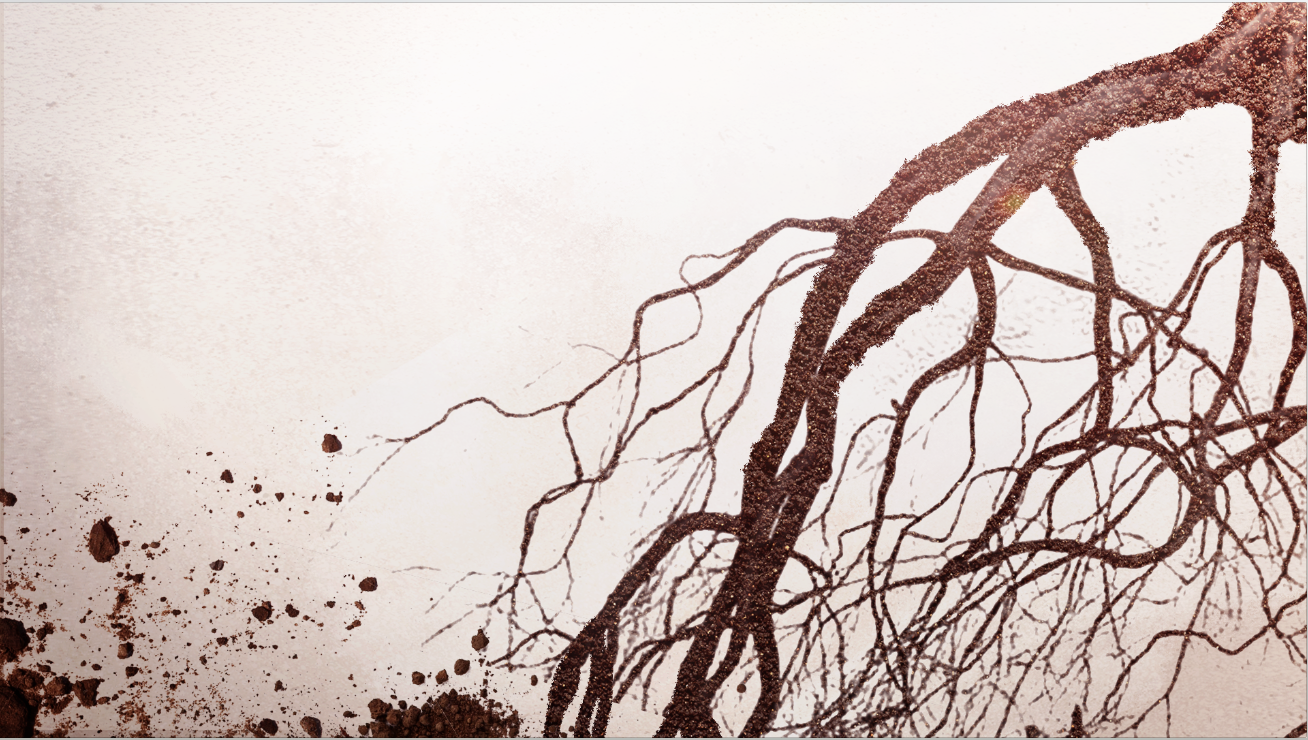 B05_cornroot_01.png