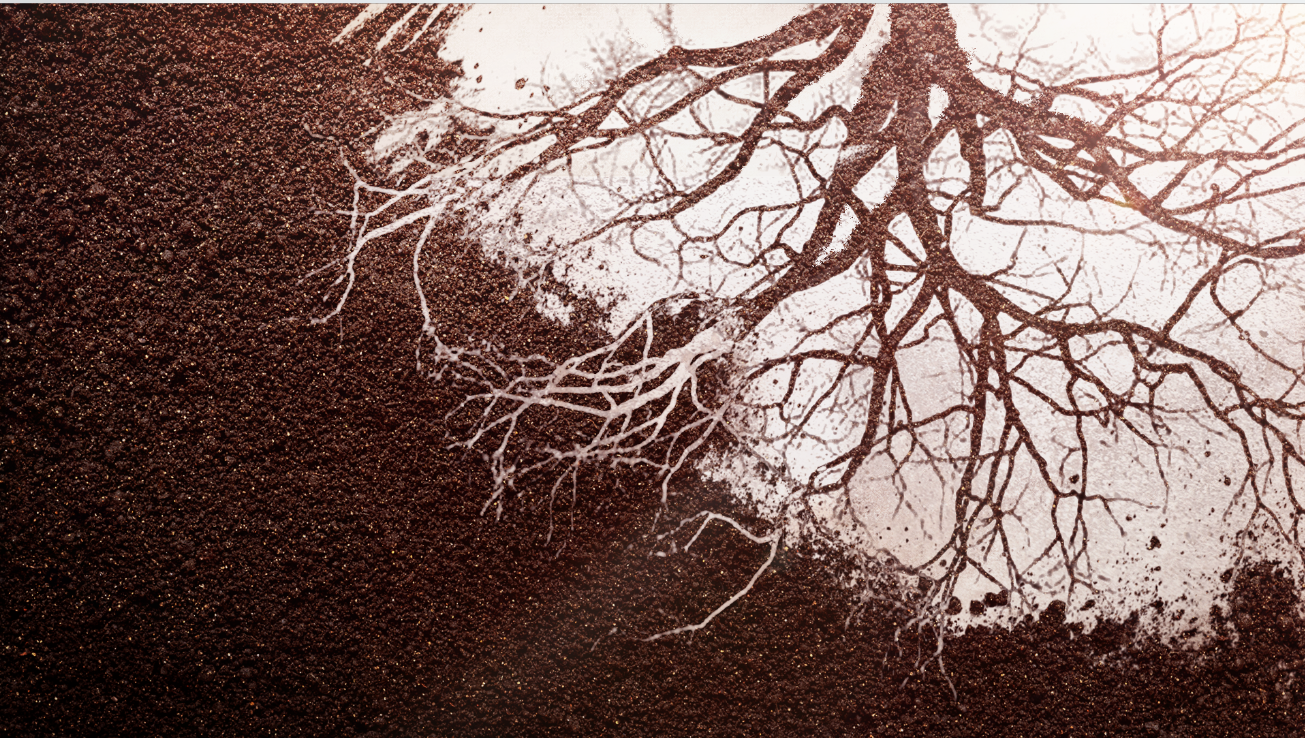 B05_cornroot_02_01.png