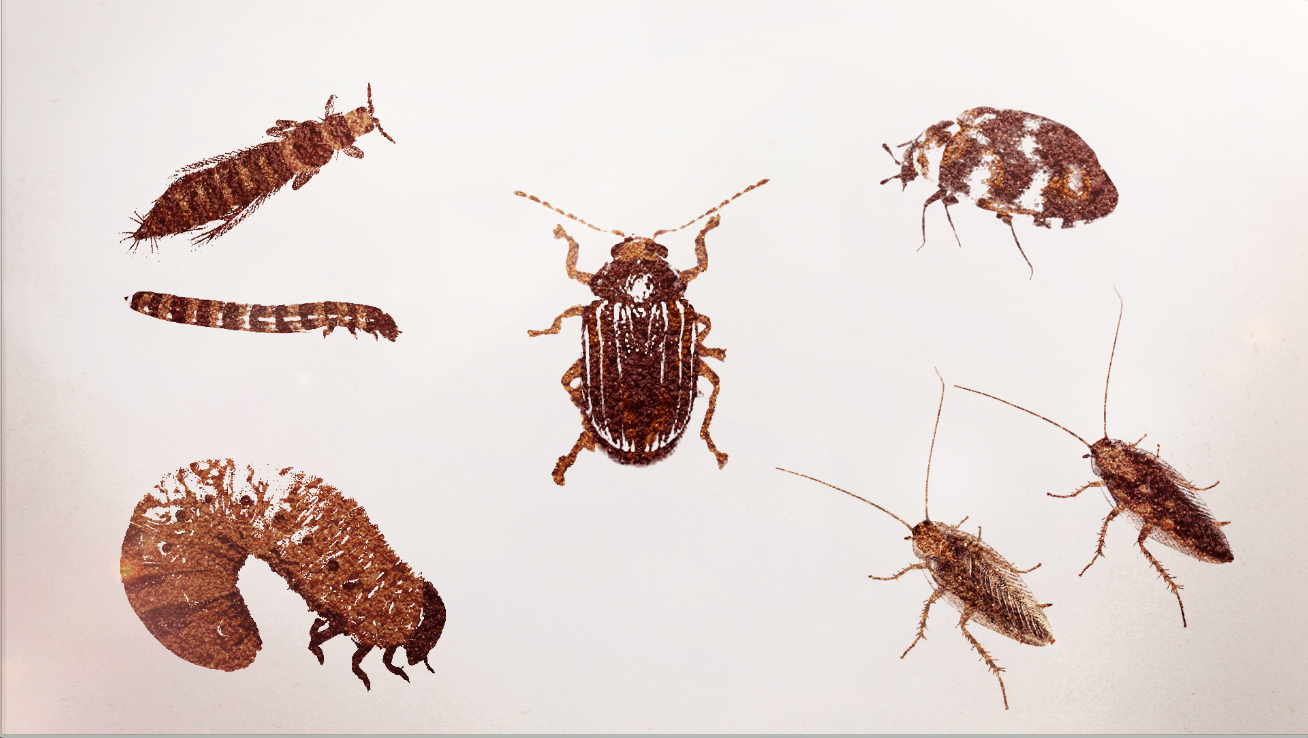 B06_bugs_01.png
