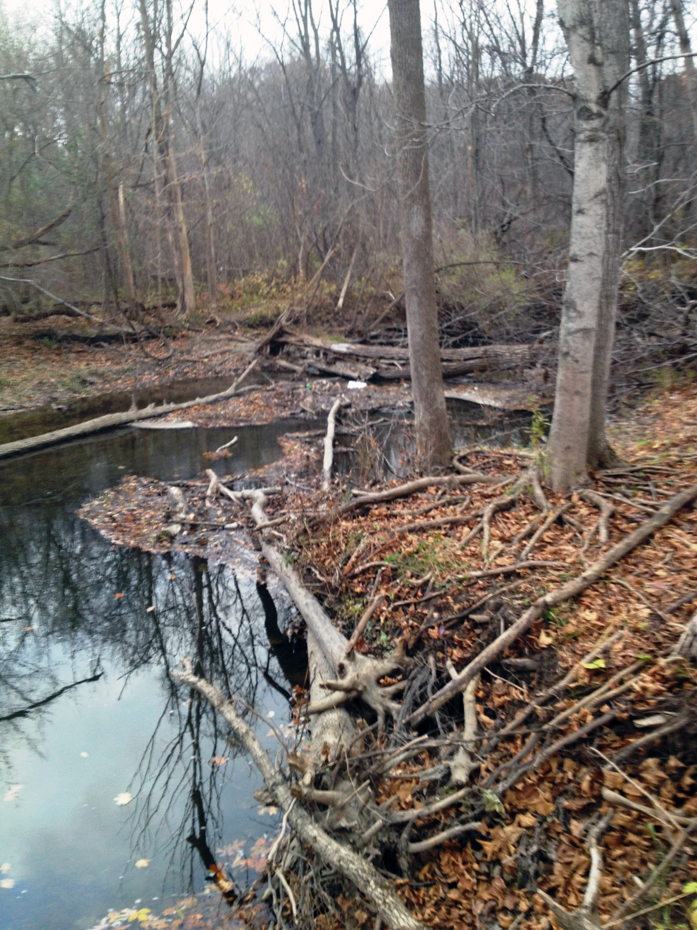 Stream channel erosion creating log jam on the Main Branch
