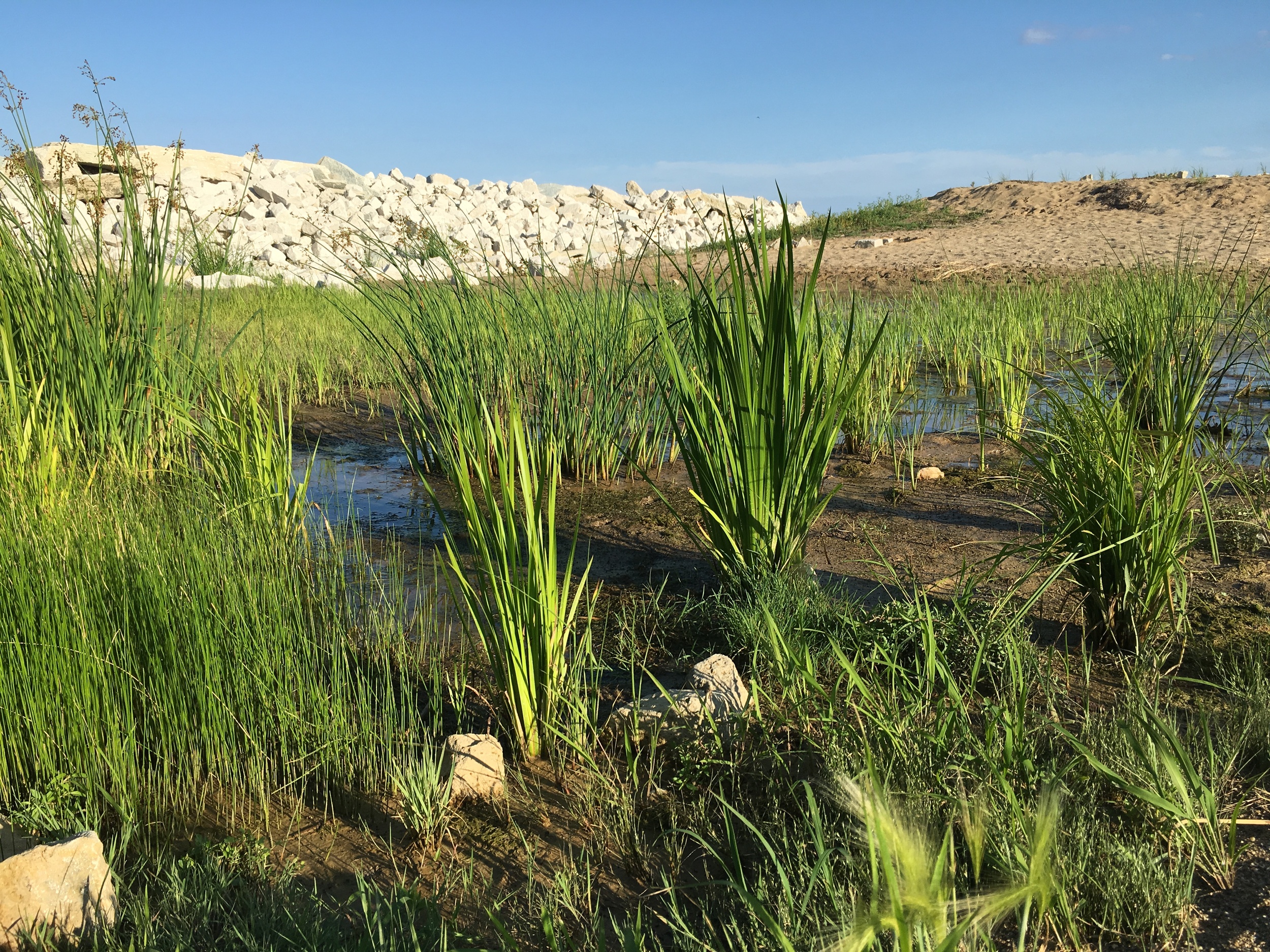 On the east side of the restoration area, sedges, rushes and blue flag irises are seen in the foreground with the raised breakwater and constructed dunes in the background.