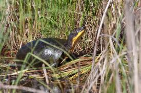 blandings-turtle.jpg