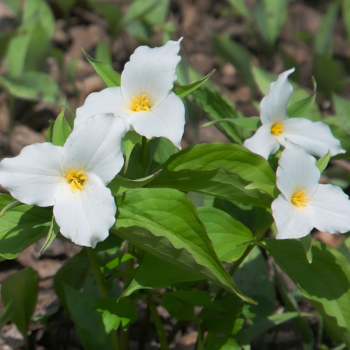Spring Ephemerals Botany Class & Walking Tour