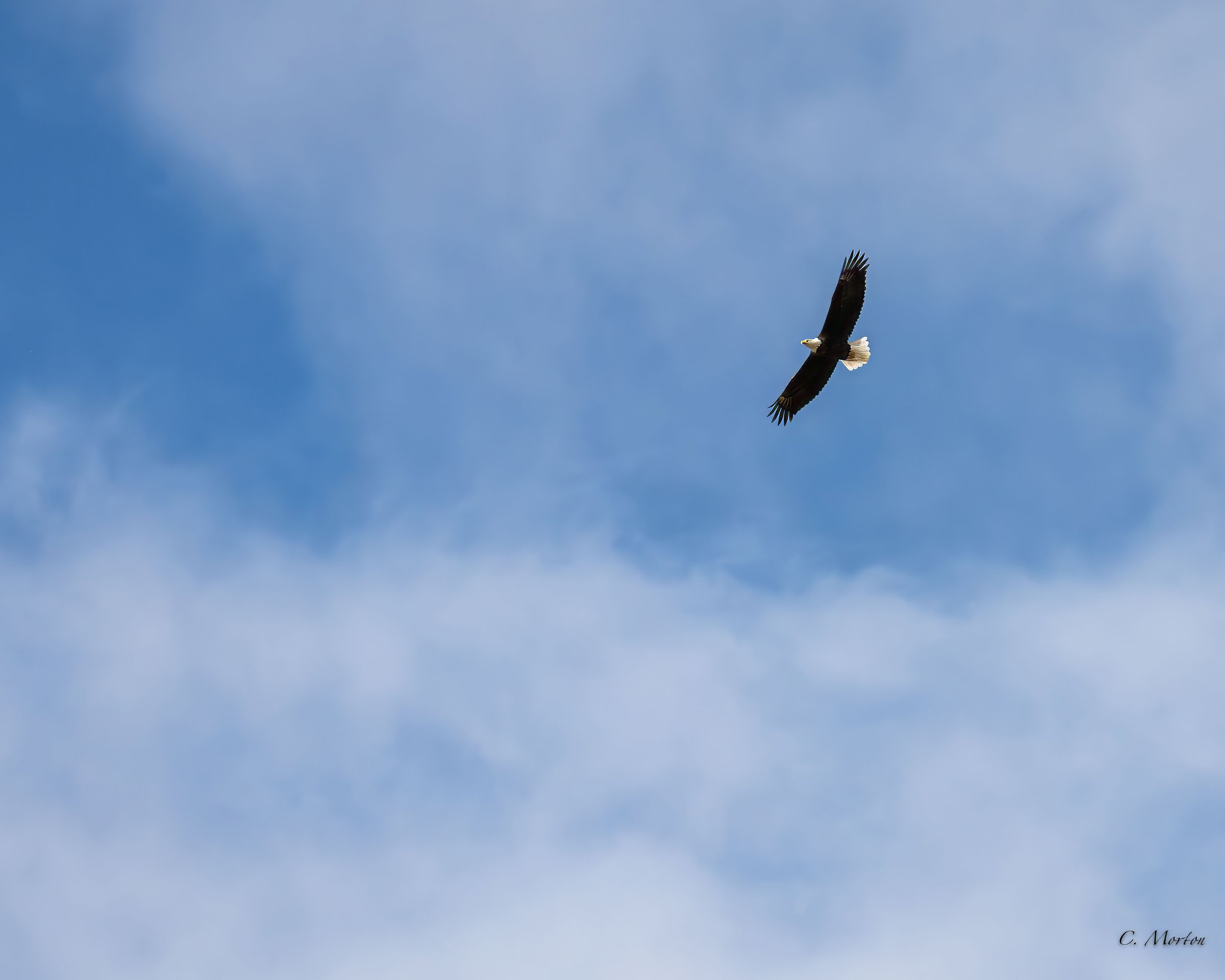  Mature Bald Eagle 