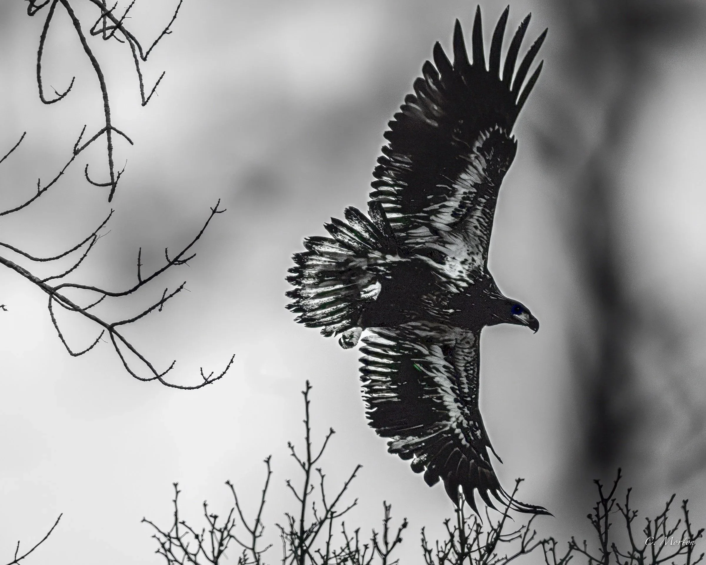Juvenile+Eagle.jpg