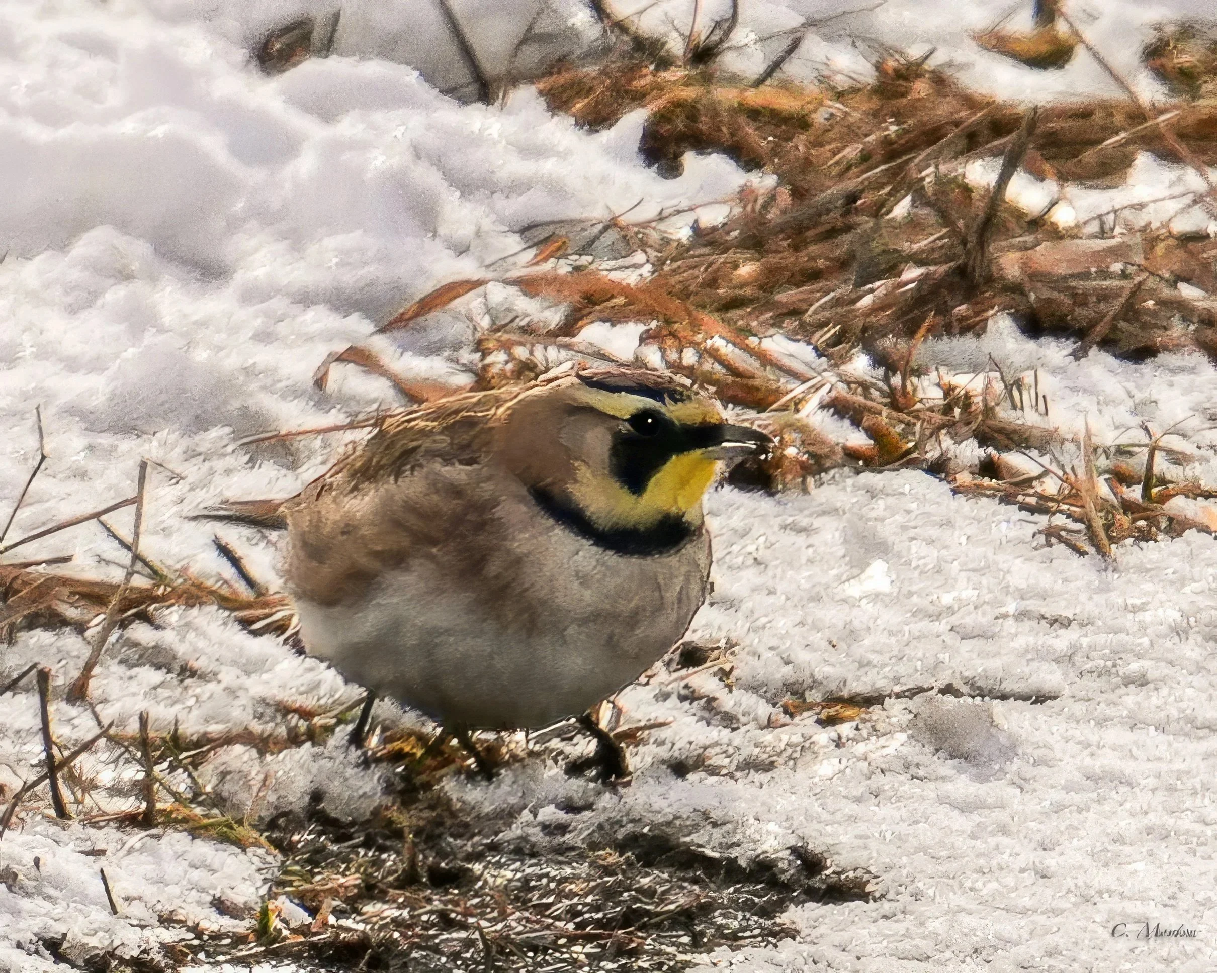 Horned Lark